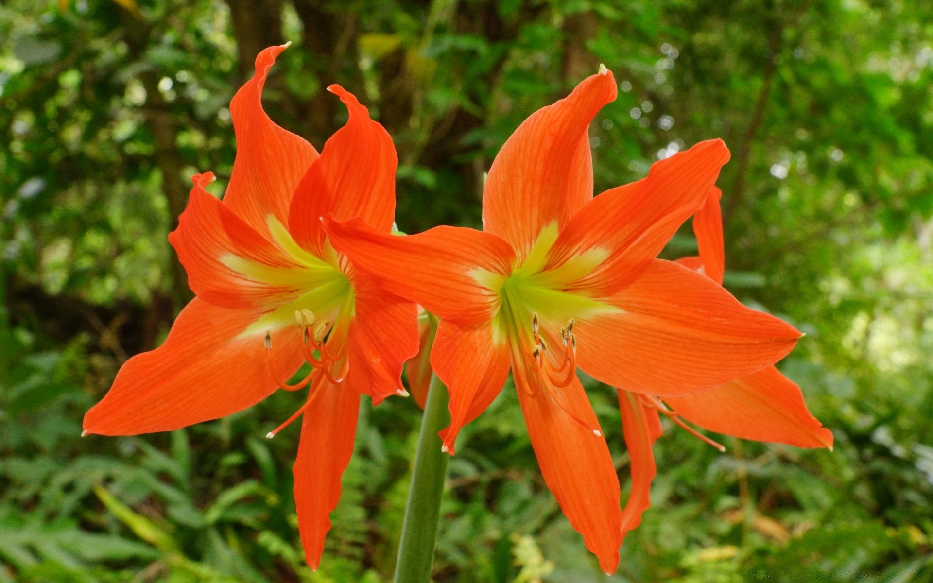 blumen natur blume flora blatt sommer garten farbe wachstum blühen hell im freien schließen blumen