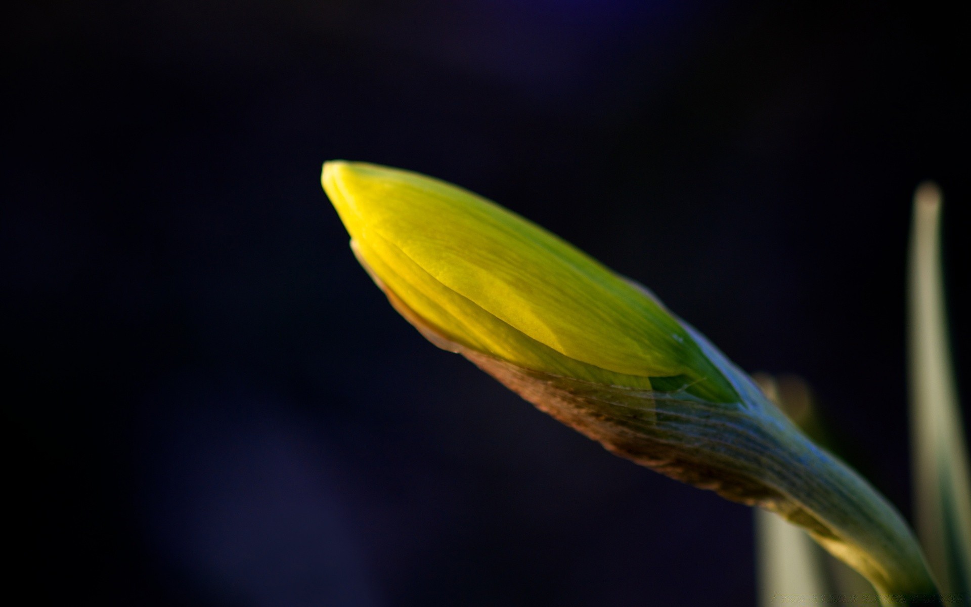 kwiaty natura liść żywy flora na zewnątrz kwiat