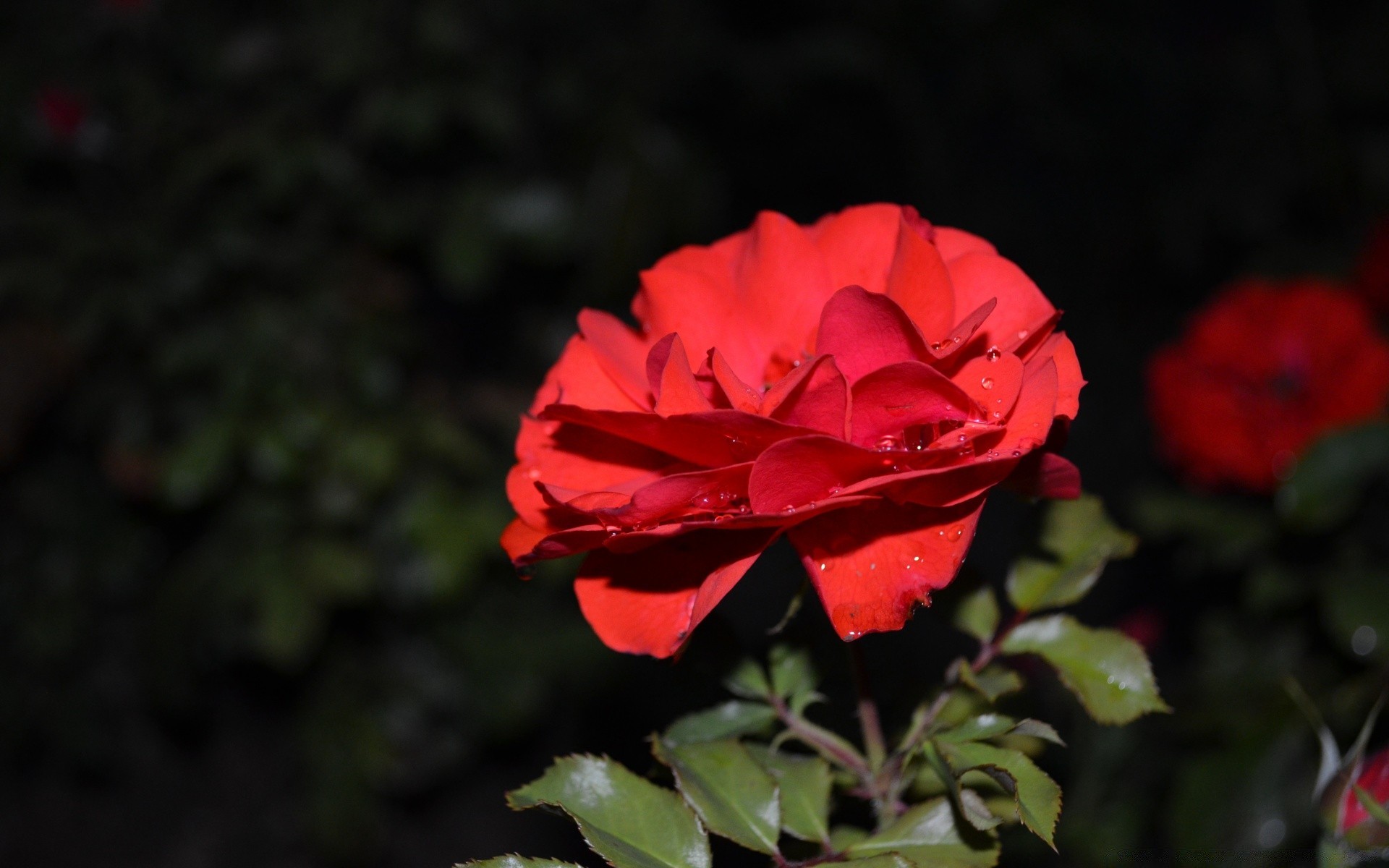 fleurs fleur rose feuille nature pétale flore jardin bluming couleur floral