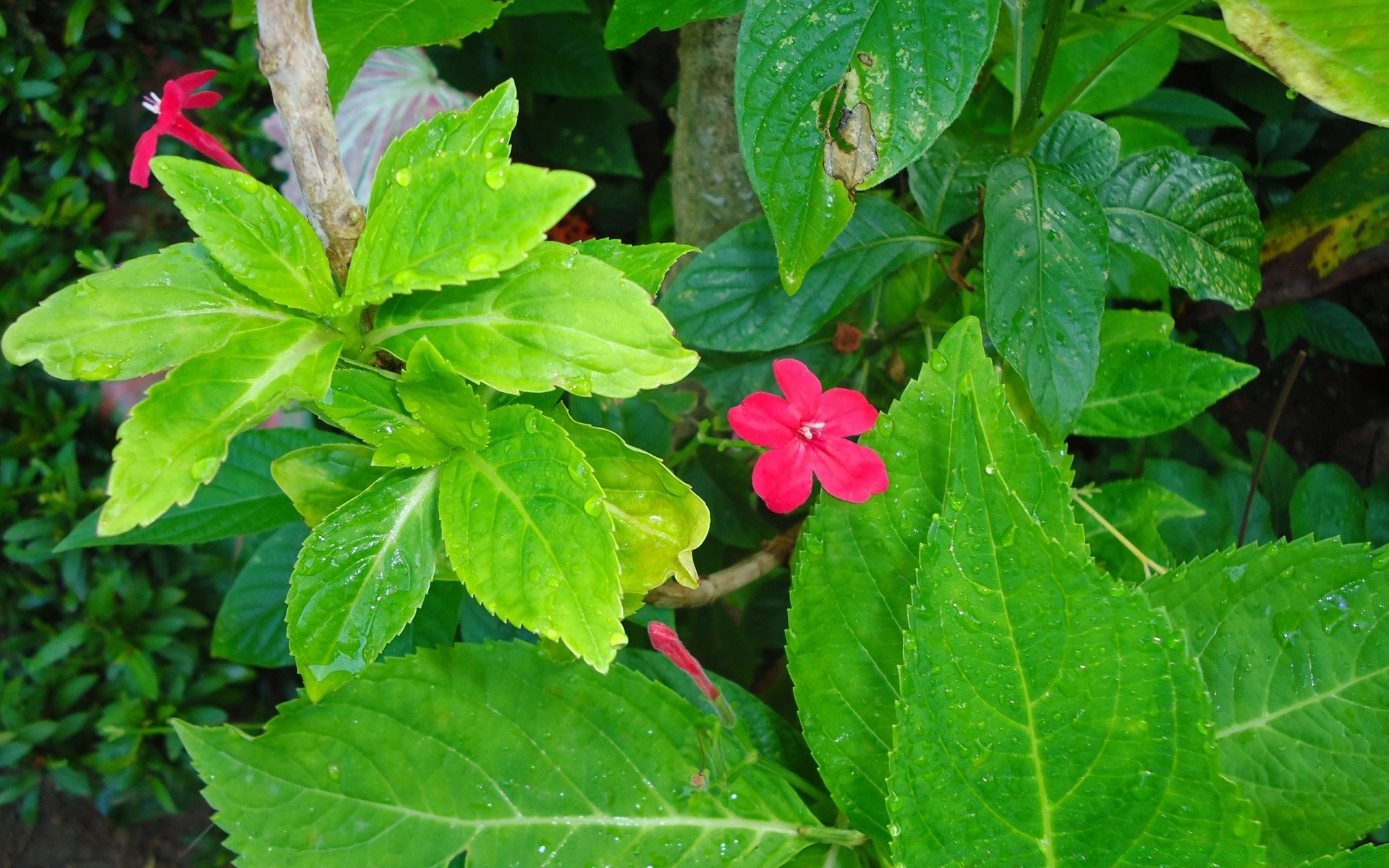 flowers nature flora flower garden leaf summer growth close-up outdoors blooming season color floral bright petal