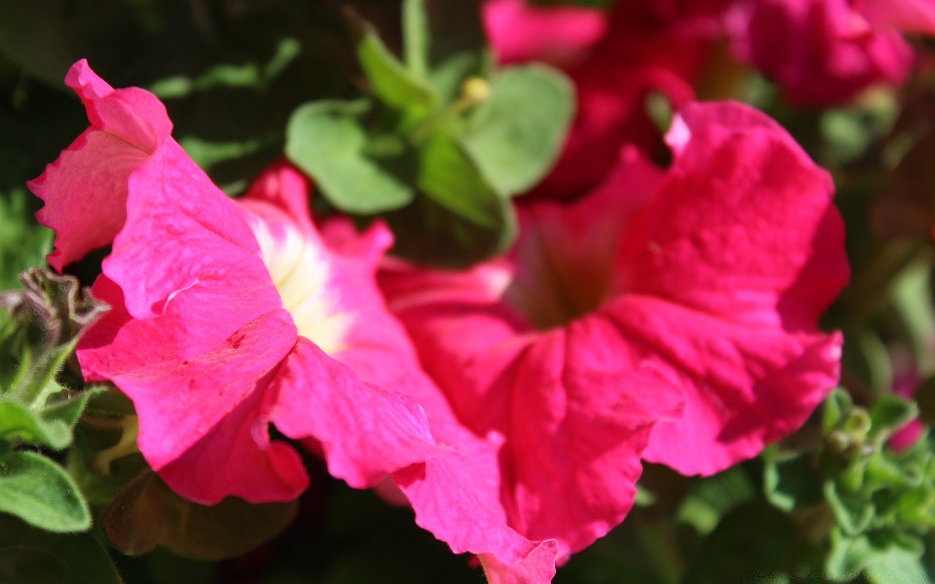 fleurs fleur nature flore jardin été feuille bluming pétale rose floral couleur gros plan lumineux belle à l extérieur croissance hibiscus