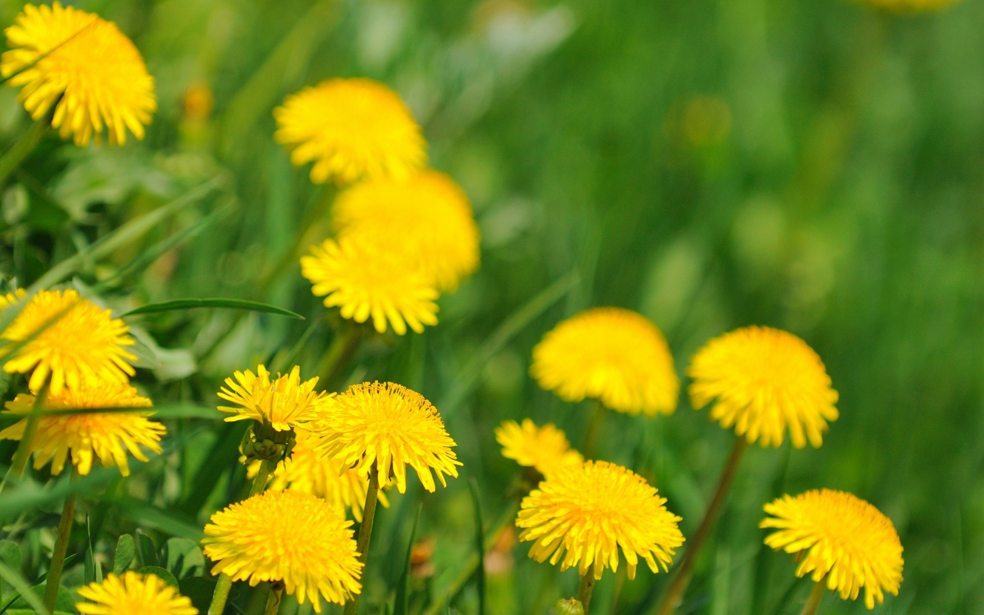 kwiaty natura lato mniszek lekarski flora kwiat trawa sianokosy pole jasny wzrost liść ogród trawnik sezon kwiatowy wiejski na zewnątrz dobra pogoda kolor