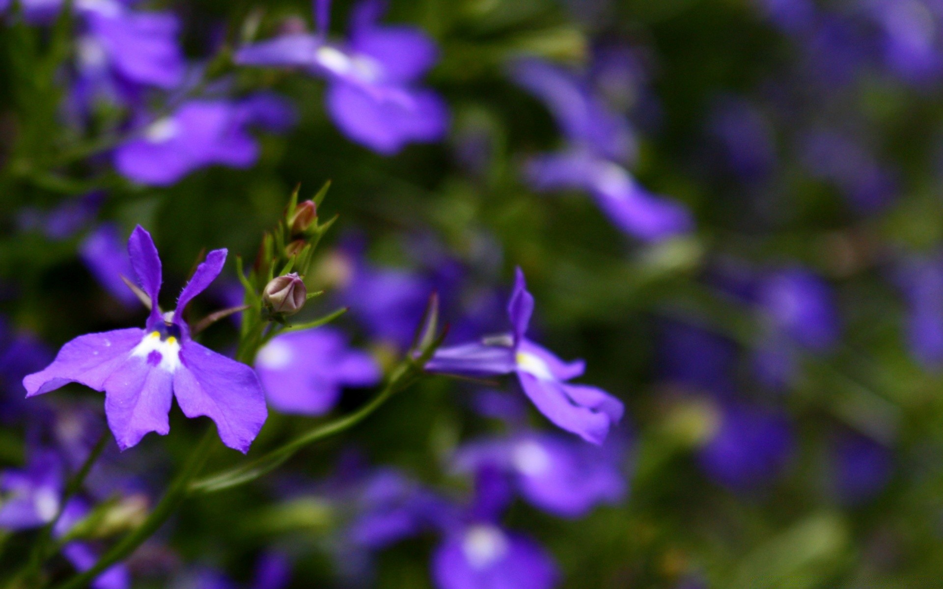 blumen blume flora natur garten violet sommer blatt blütenblatt blühen wachstum im freien blumen unschärfe feld farbe heu staude