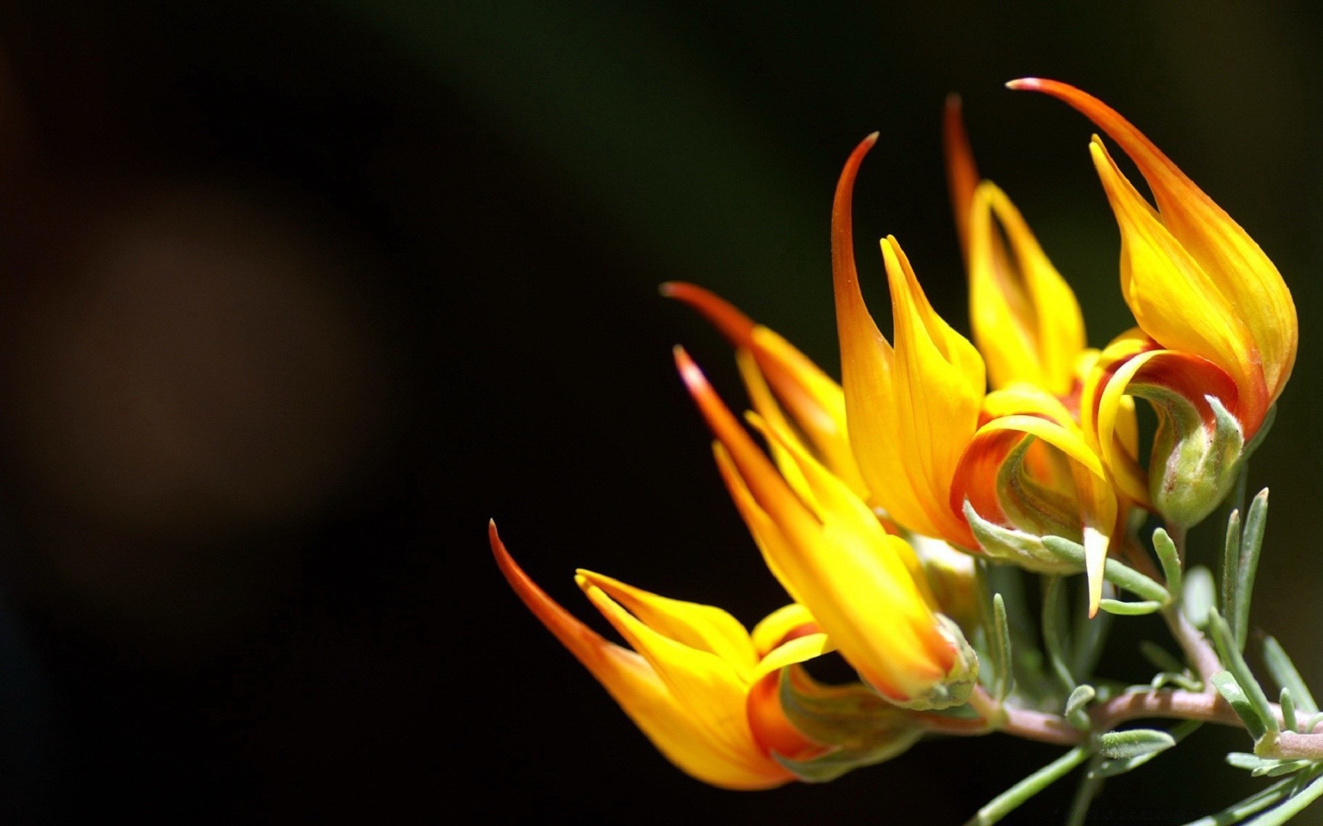 fleurs nature fleur flore feuille couleur lumineux belle été jardin croissance gros plan