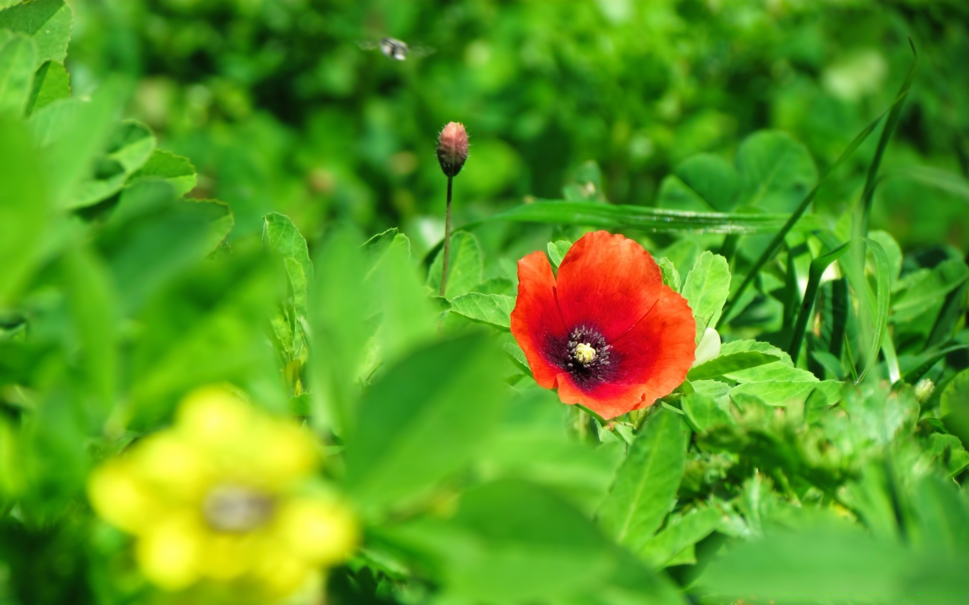 blumen natur blatt flora garten sommer blume wachstum schließen hell feld gras heuhaufen farbe blumen im freien frische jahreszeit gutes wetter