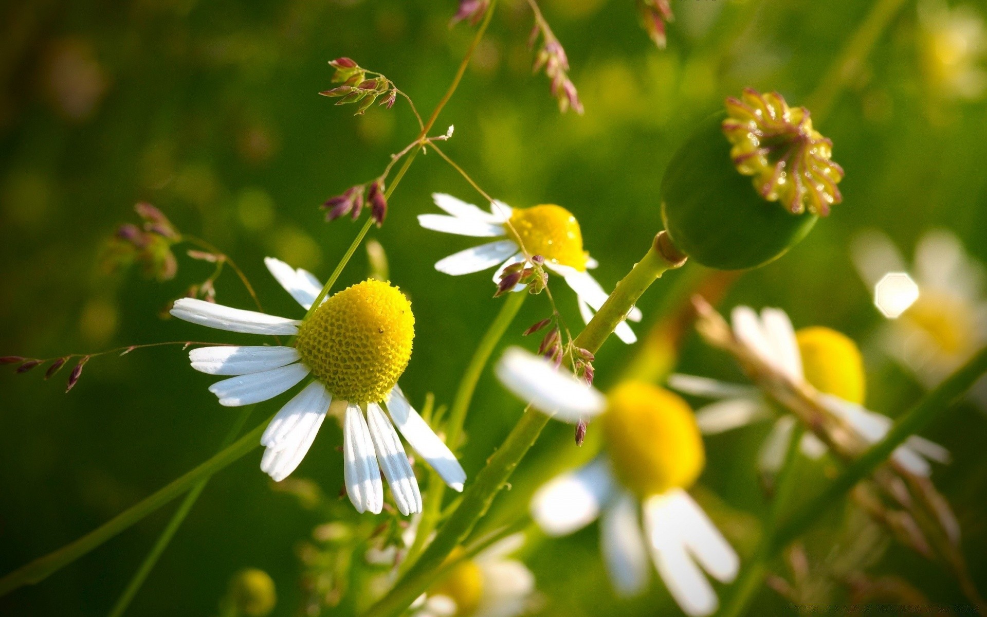 flores natureza flor verão flora folha ao ar livre crescimento bom tempo grama campo jardim brilhante feno selvagem rural