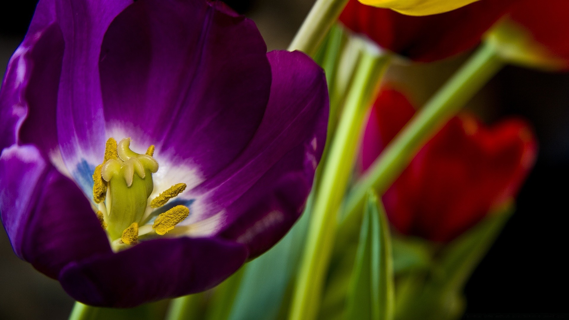 çiçekler çiçek doğa lale flora renk yaprak bahçe yaz parlak paskalya aşk taçyaprağı büyüme çiçek