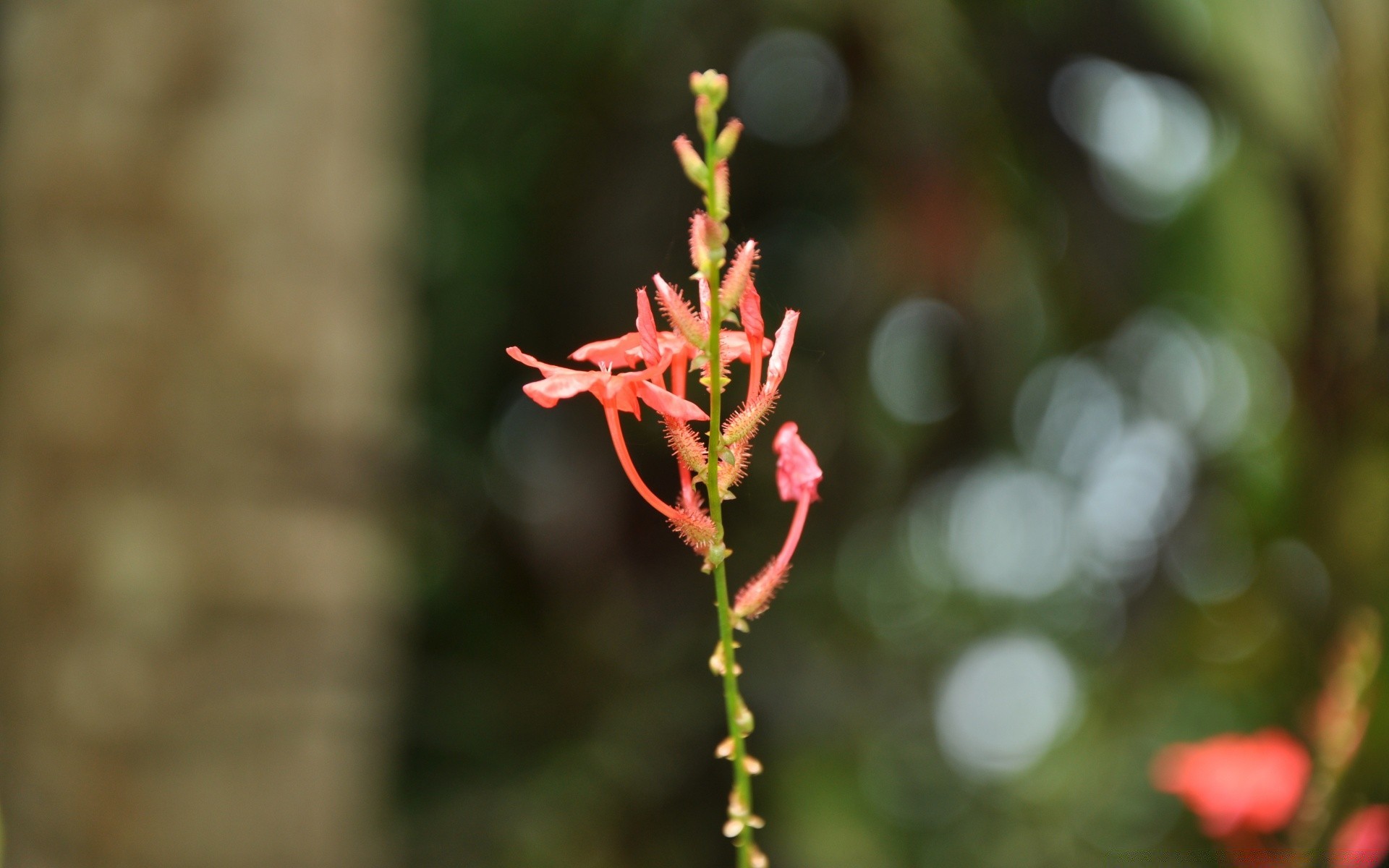 flowers nature flower outdoors leaf flora summer tree growth garden