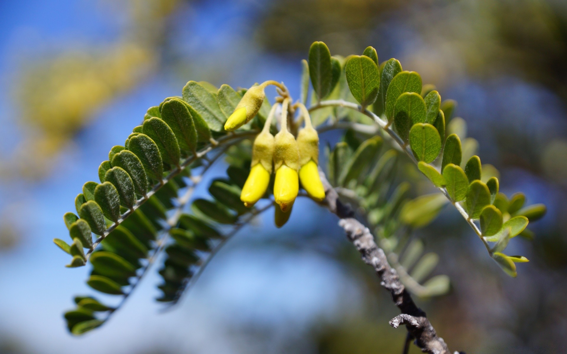 flowers leaf nature flora tree branch fruit outdoors garden summer close-up color blur flower park food