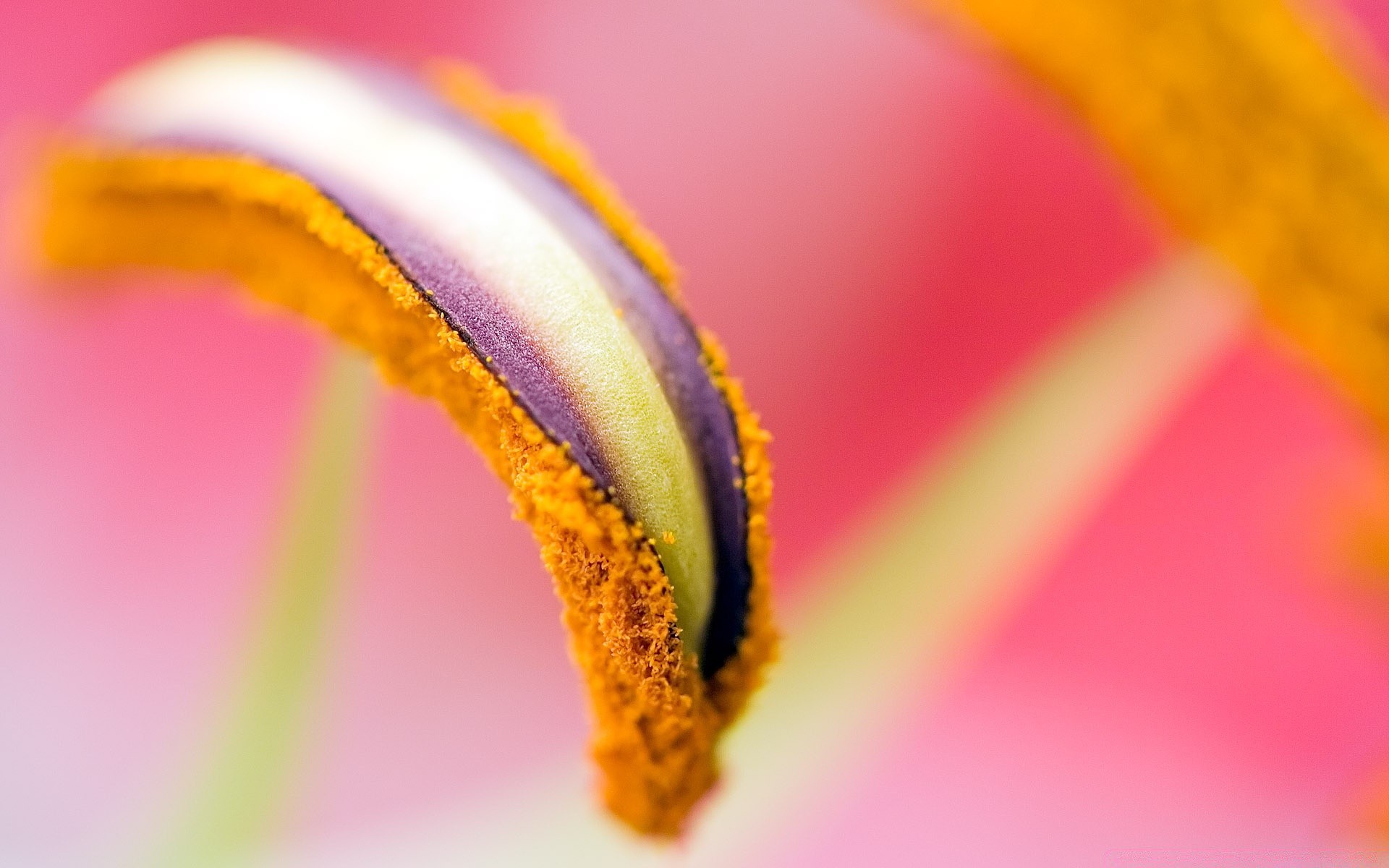 flores flor borrão natureza cor jardim flora lily brilhante verão desktop abstrato tulipa dof chuva gentil ainda vida close-up