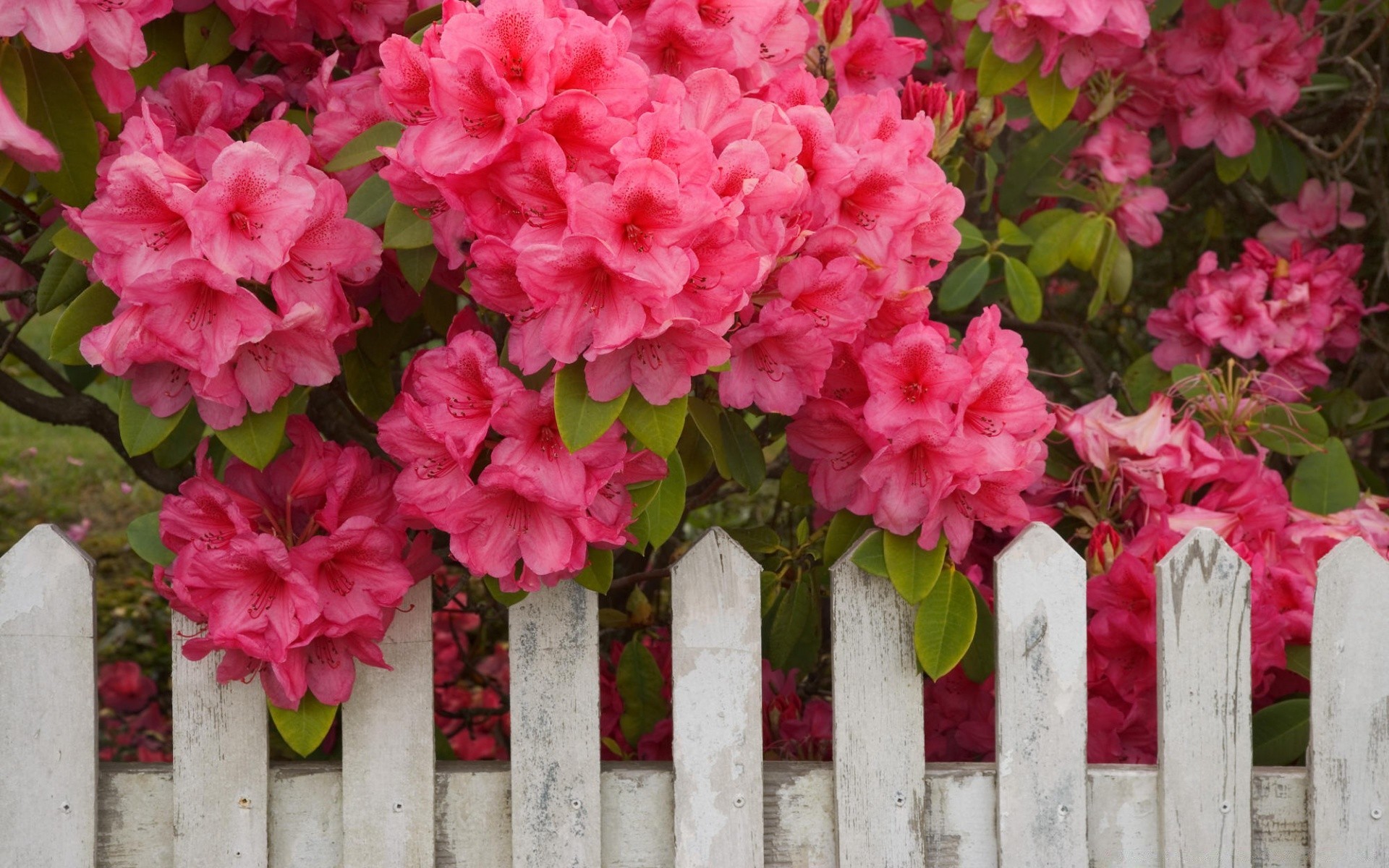 çiçekler çiçek bahçe flora doğa çiçek açan yaz dekorasyon yaprak renk çiçek park gül güzel petal açık havada parlak