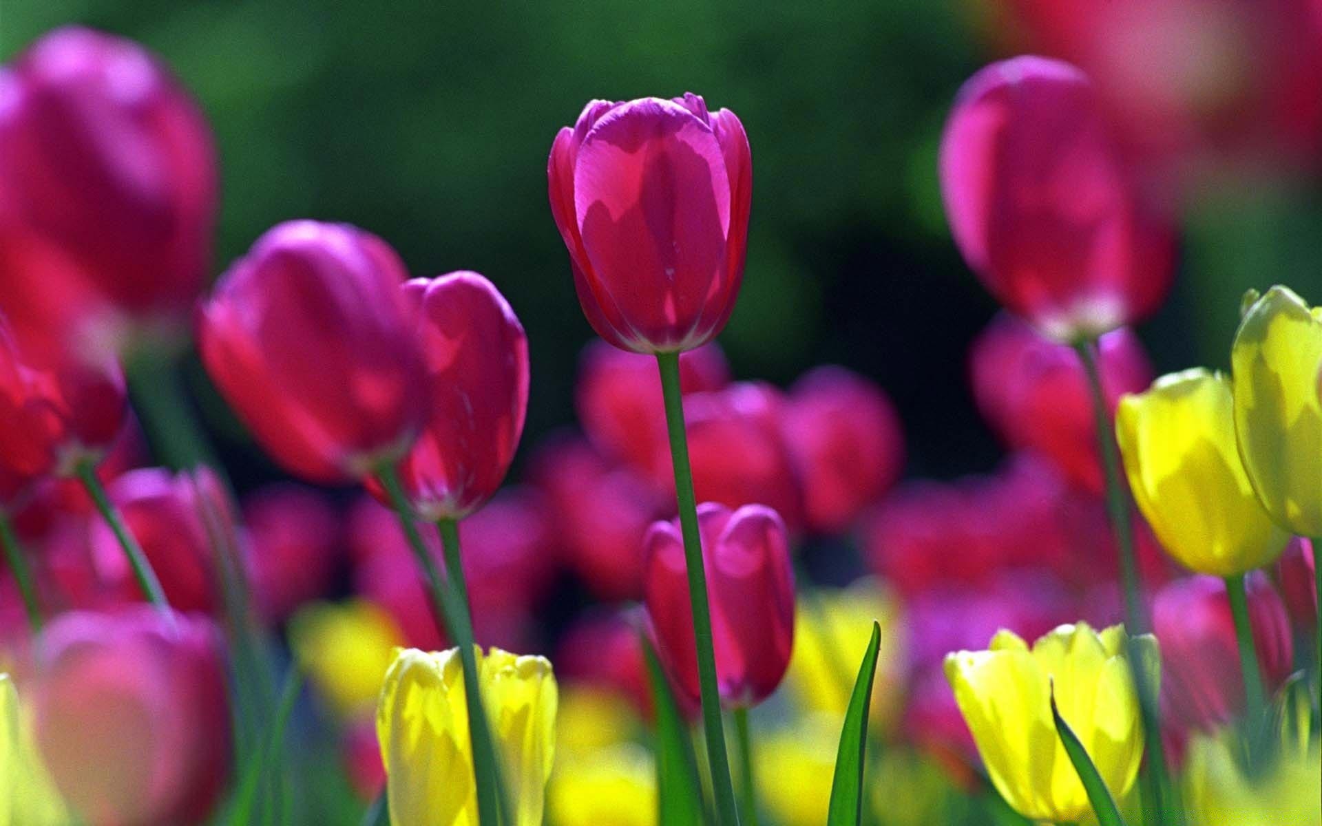 fiori tulipano natura fiore flora giardino luminoso estate pasqua colore foglia floreale campo crescita stagione petalo luminoso fiore bouquet bel tempo