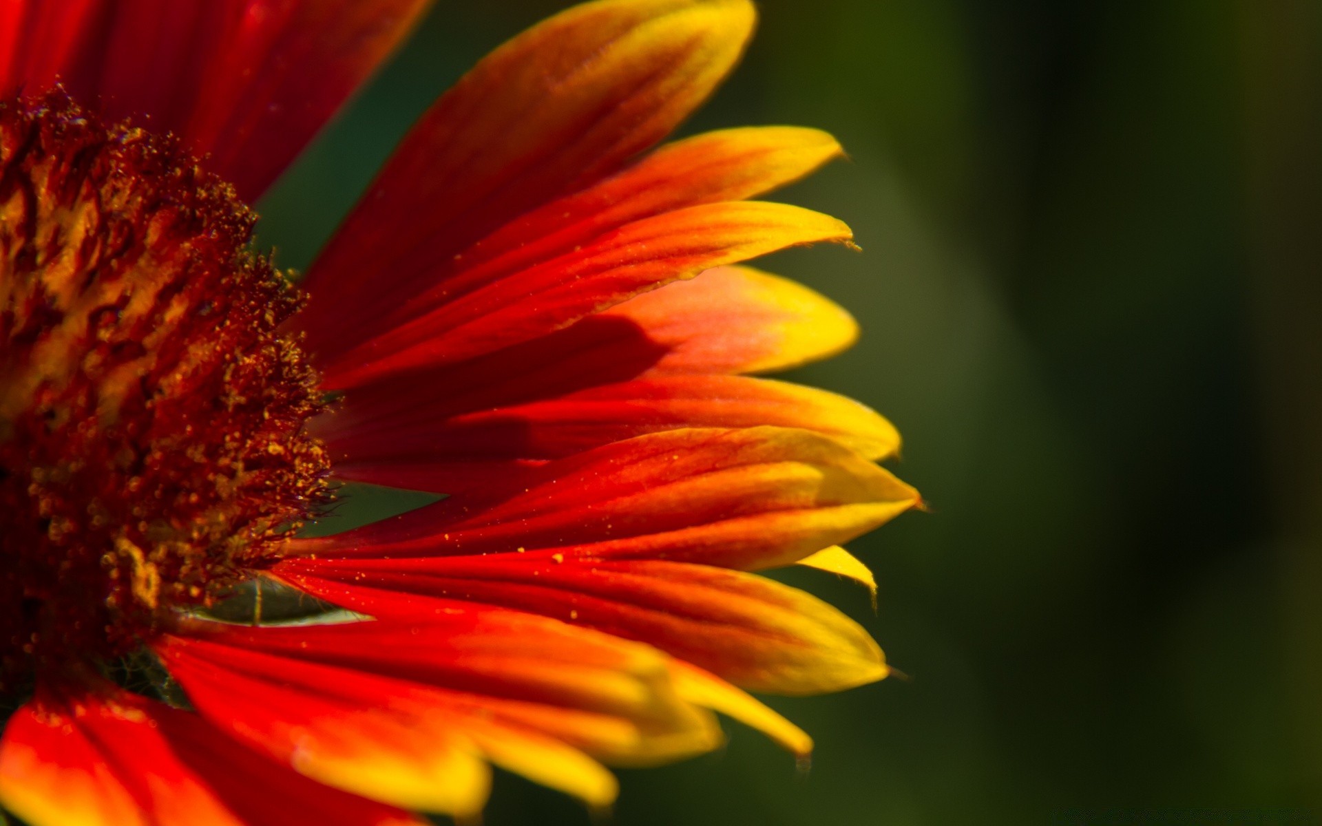 fleurs nature fleur flore jardin été lumineux couleur pétale feuille belle floral à l extérieur gros plan bluming