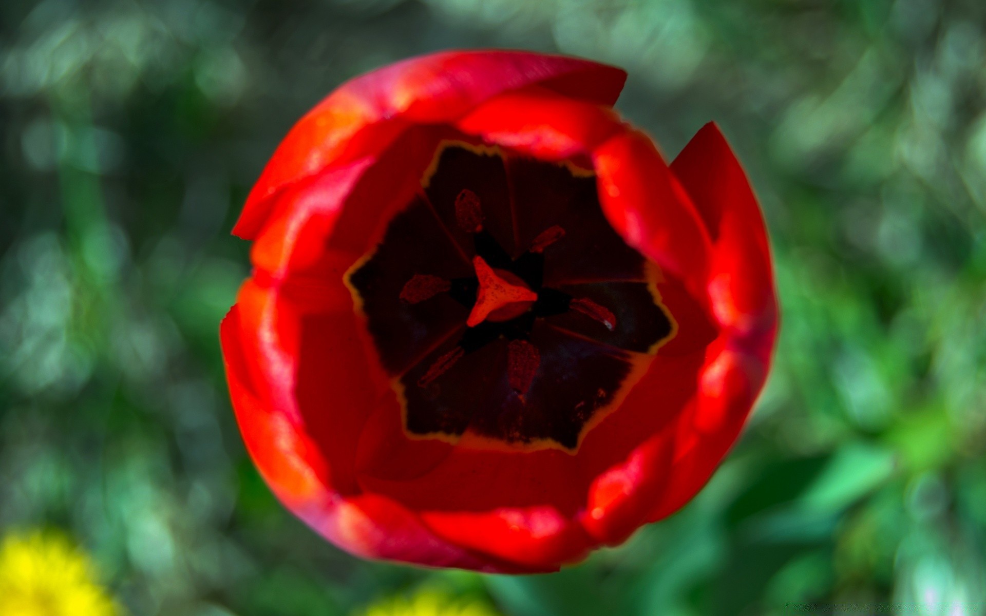 flores natureza folha flor brilhante flora ao ar livre verão cor jardim