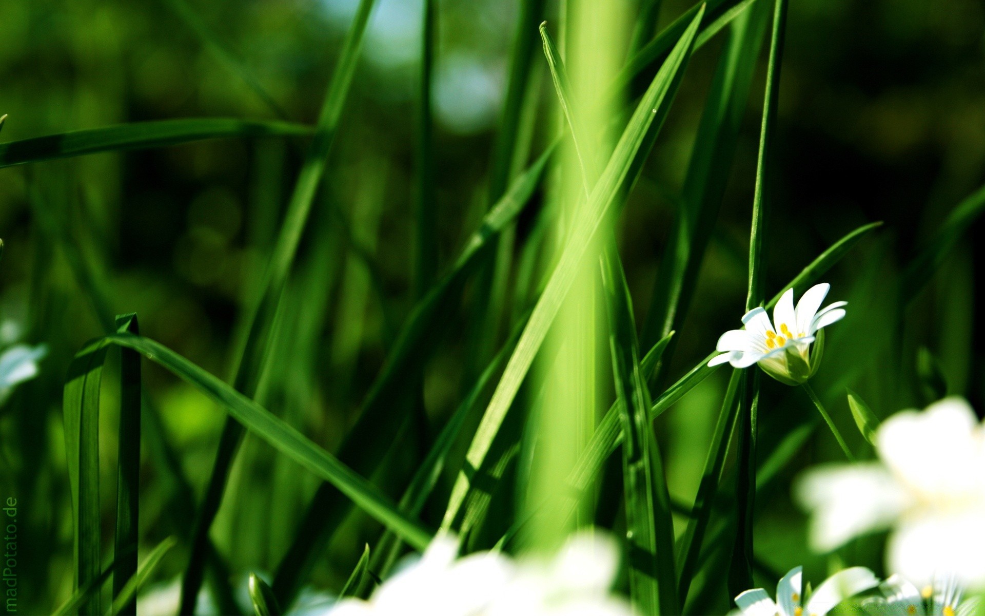 blumen natur blatt gras wachstum flora sommer garten gutes wetter hell unschärfe im freien blume medium heuhaufen sonne rasen