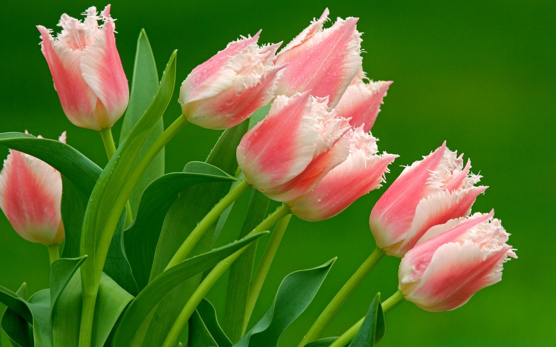 çiçekler lale doğa çiçek flora yaprak çiçek yaz bahçe taçyaprağı çiçek açan yakın çekim parlak buket kafa renk kabuk sezon dostum tarla