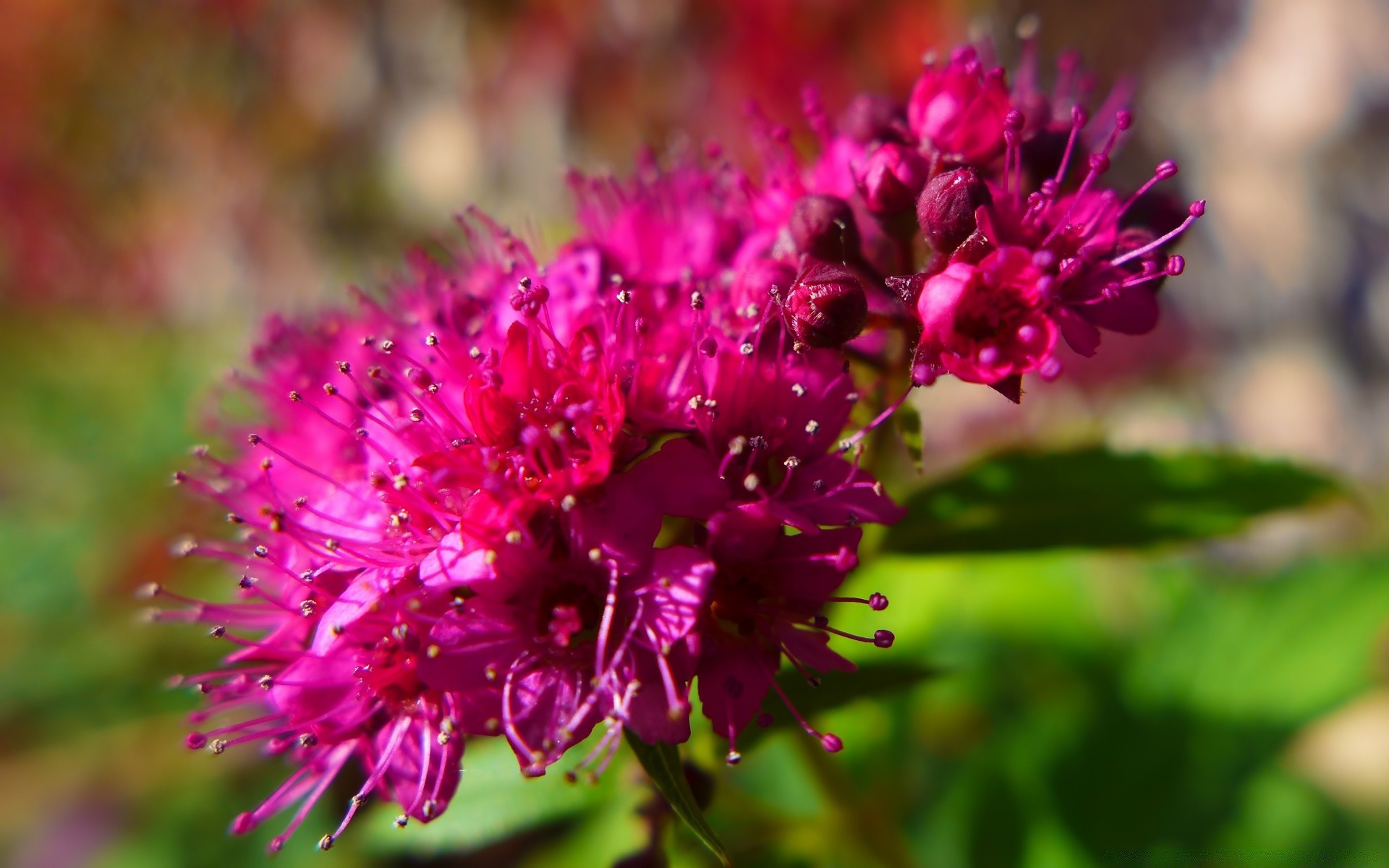 flores natureza flor flora blooming folha jardim verão pétala ao ar livre floral campo perene selvagem crescimento close-up feno cor brilhante botânico