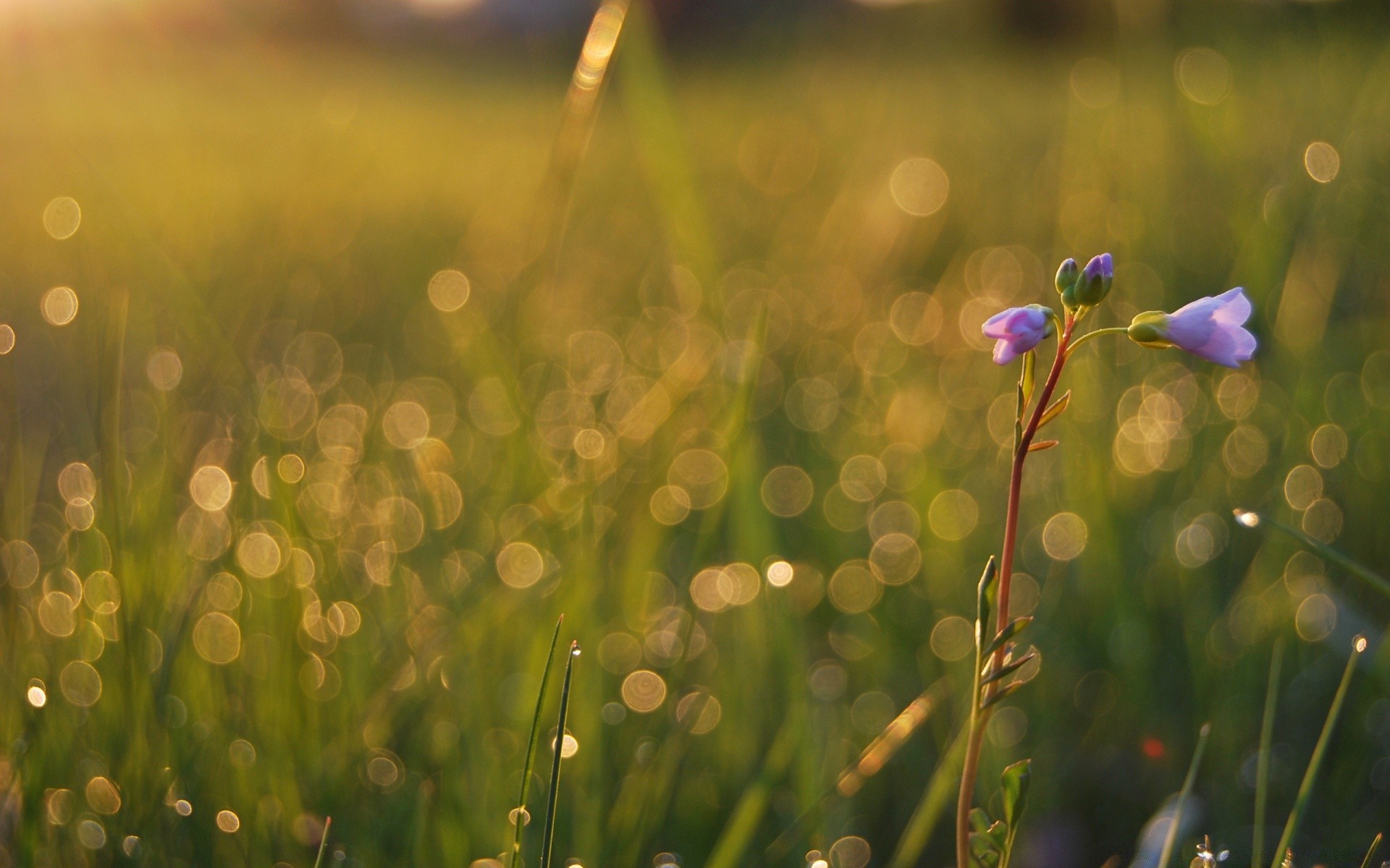 kwiaty trawa pole natura kwiat świt sianokosy słońce dobra pogoda ogród deszcz lato flora rozmycie na zewnątrz trawnik kolor wzrost liść wiejski