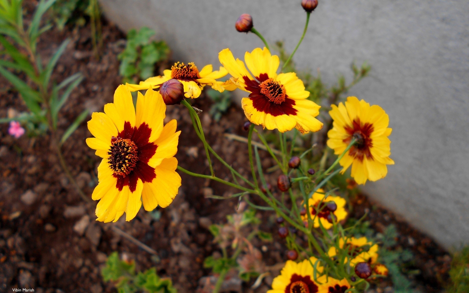 çiçekler doğa çiçek flora yaprak bahçe yaz parlak açık havada renk çiçek çiçeklenme alan büyüme petal