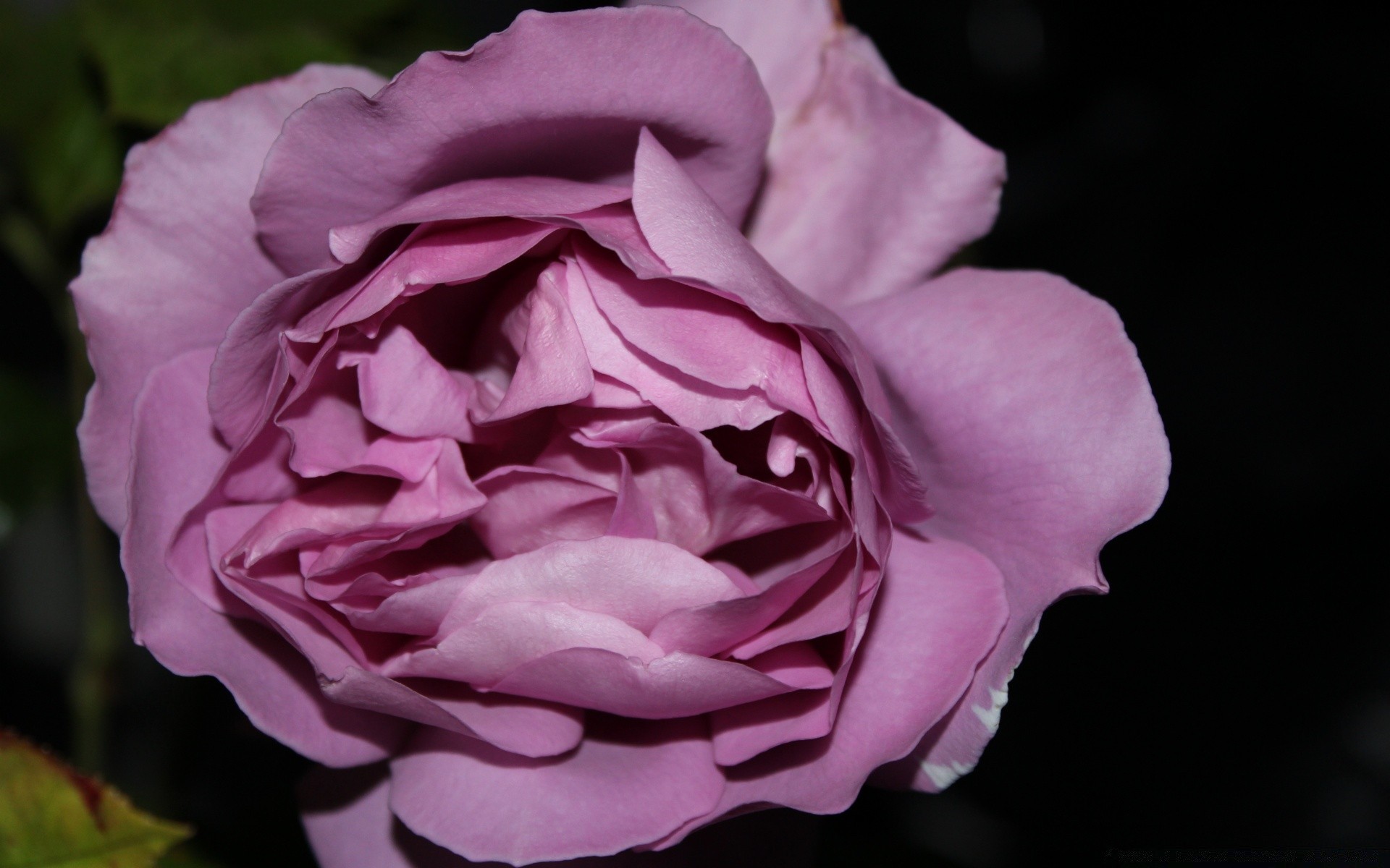 fiori fiore rosa flora petalo amore natura floreale fiore foglia romanticismo compagno giardino peonia delicato bello matrimonio