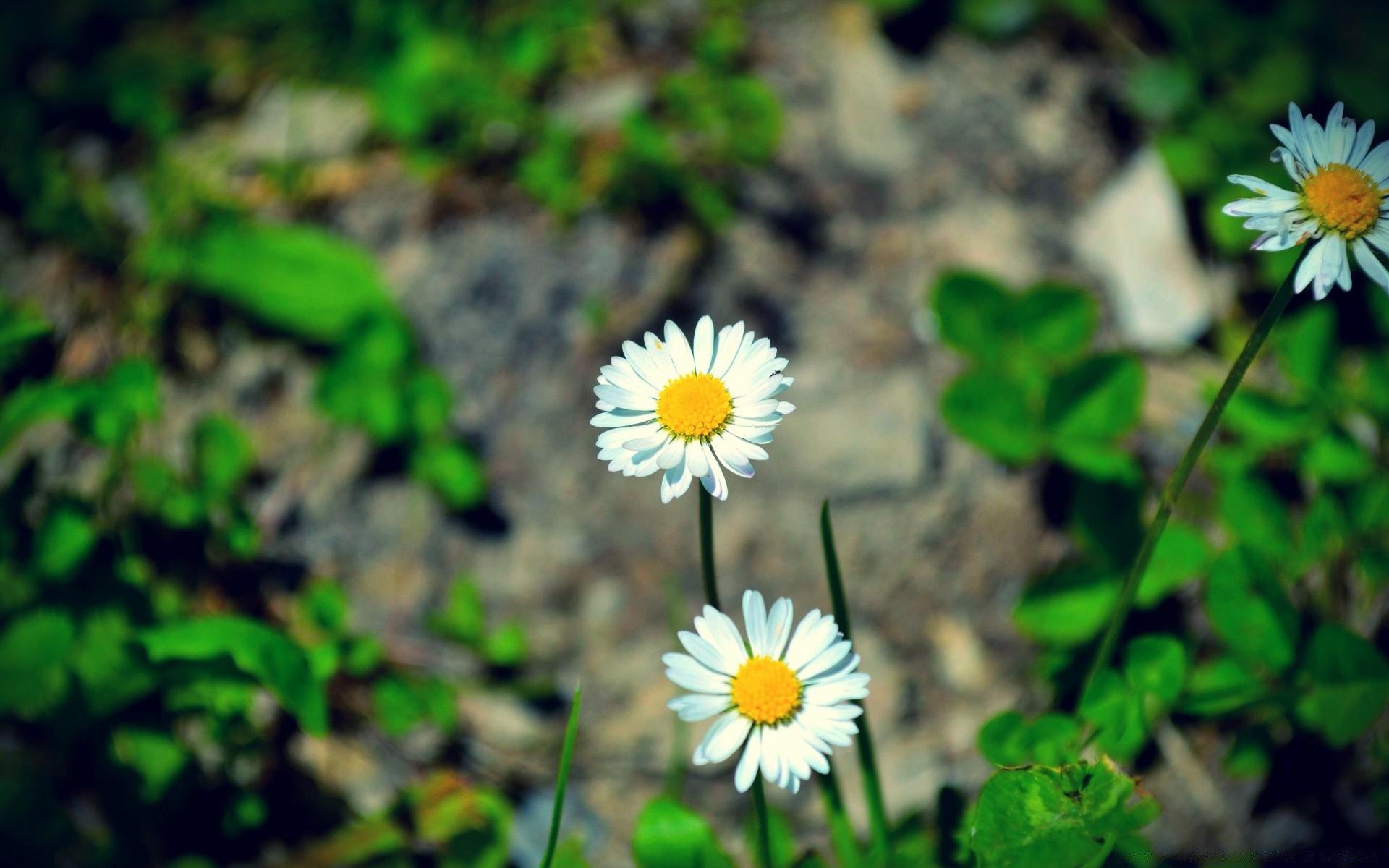 çiçekler doğa çiçek flora yaprak yaz bahçe çimen ortamlar açık havada çiçeklenme büyüme çiçek vahşi yakın çekim renk petal sezon güzel parlak