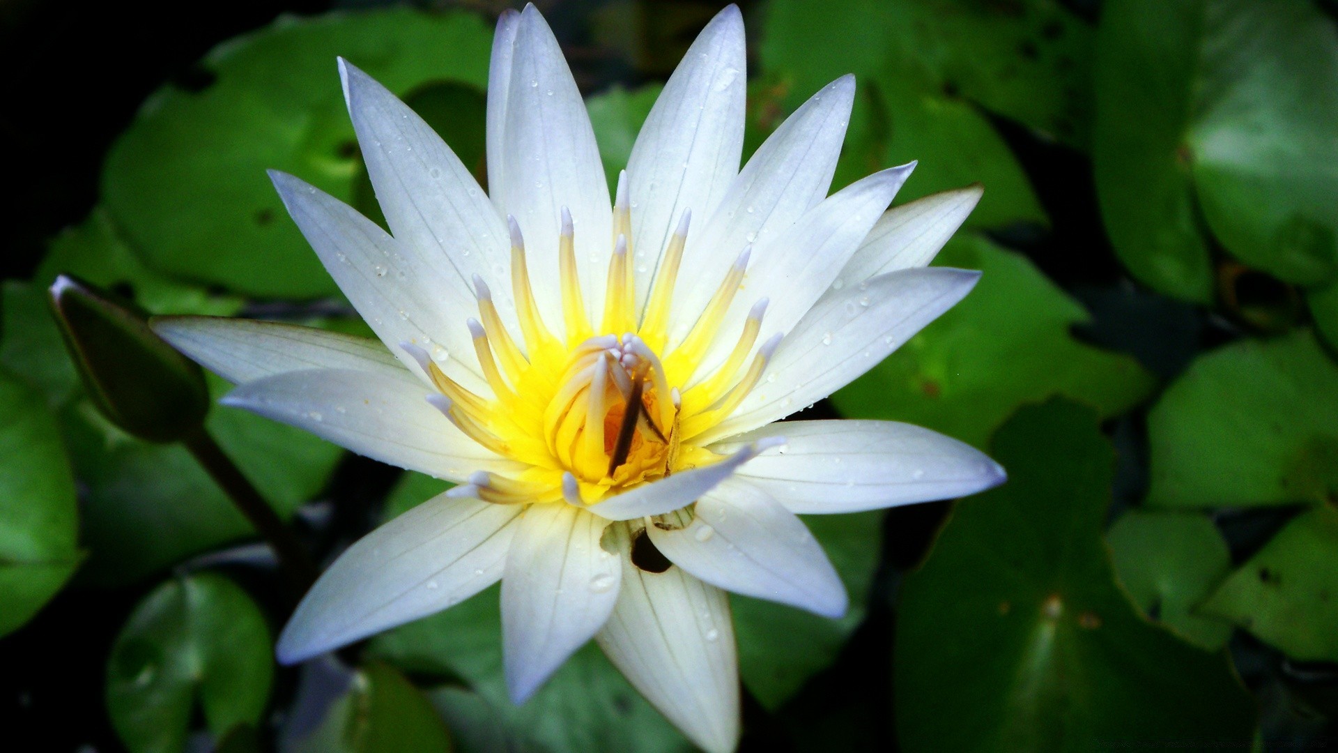 fleurs fleur feuille lotus flore jardin nature lily bluming piscine pétale été tropical parc nénuphar floral exotique belle aquatique