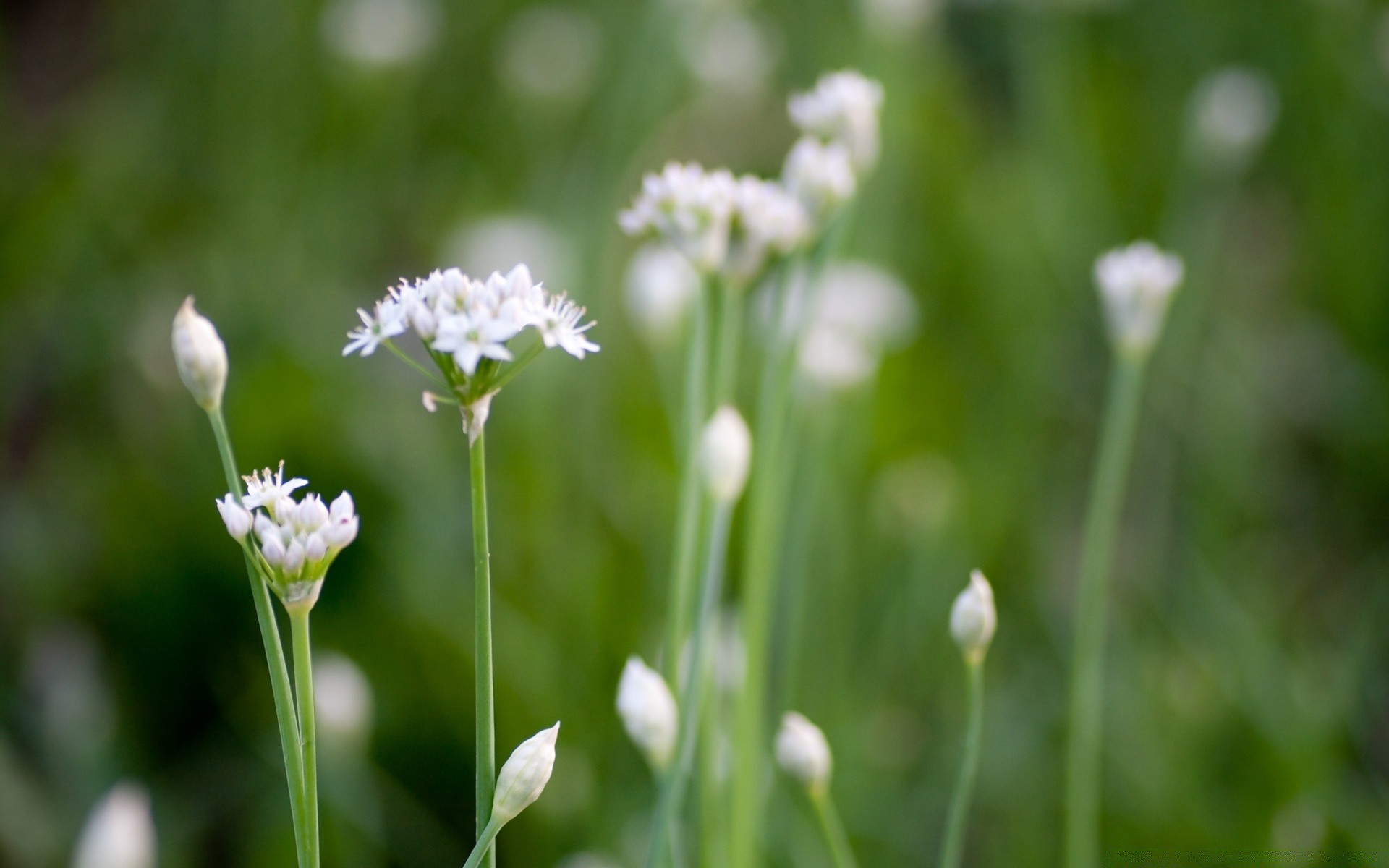 kwiaty natura trawa flora lato pole kwiat liść wiejski sianokosy dobra pogoda wzrost jasny na zewnątrz