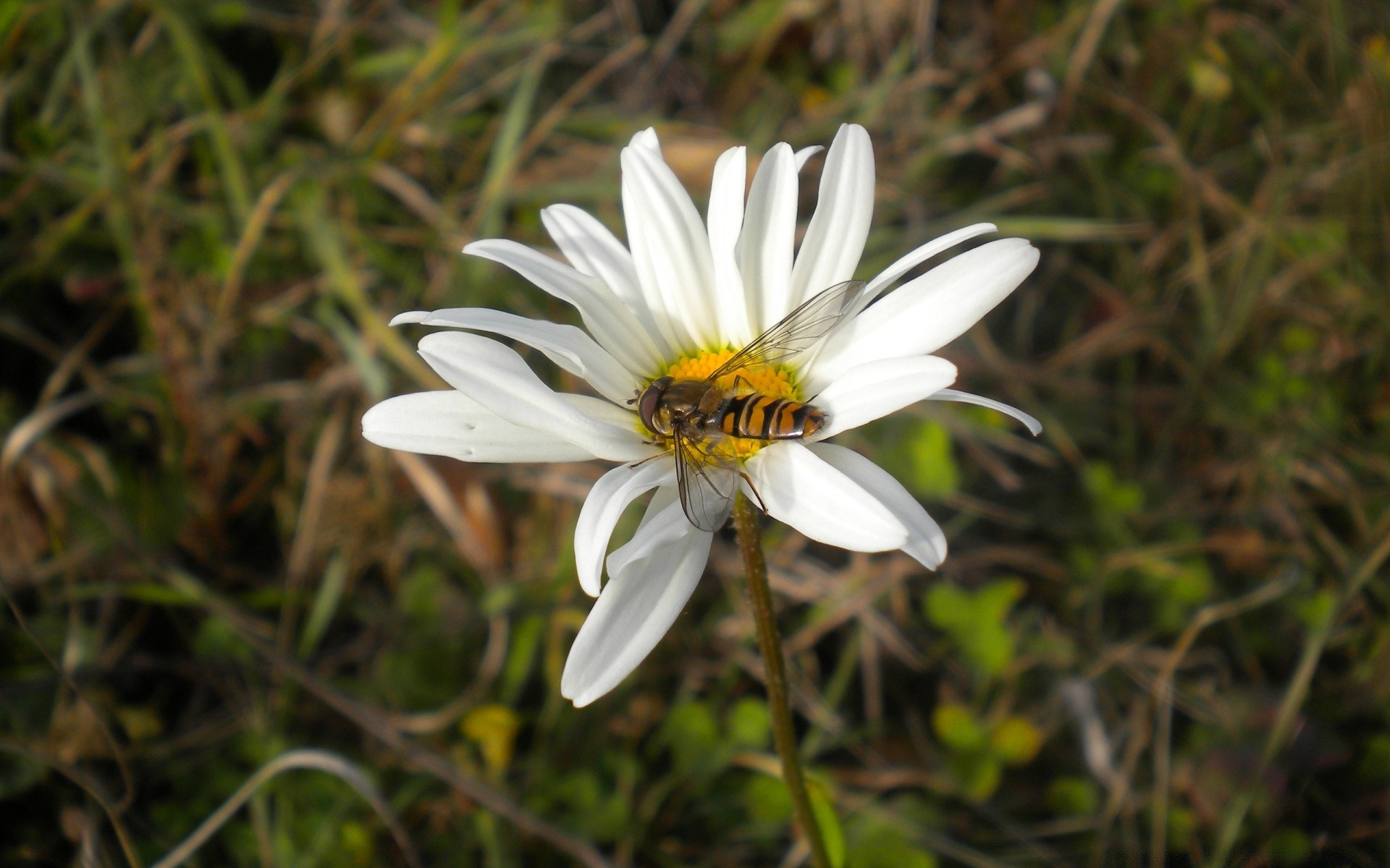 flowers flower nature flora garden summer blooming leaf grass petal field close-up floral color