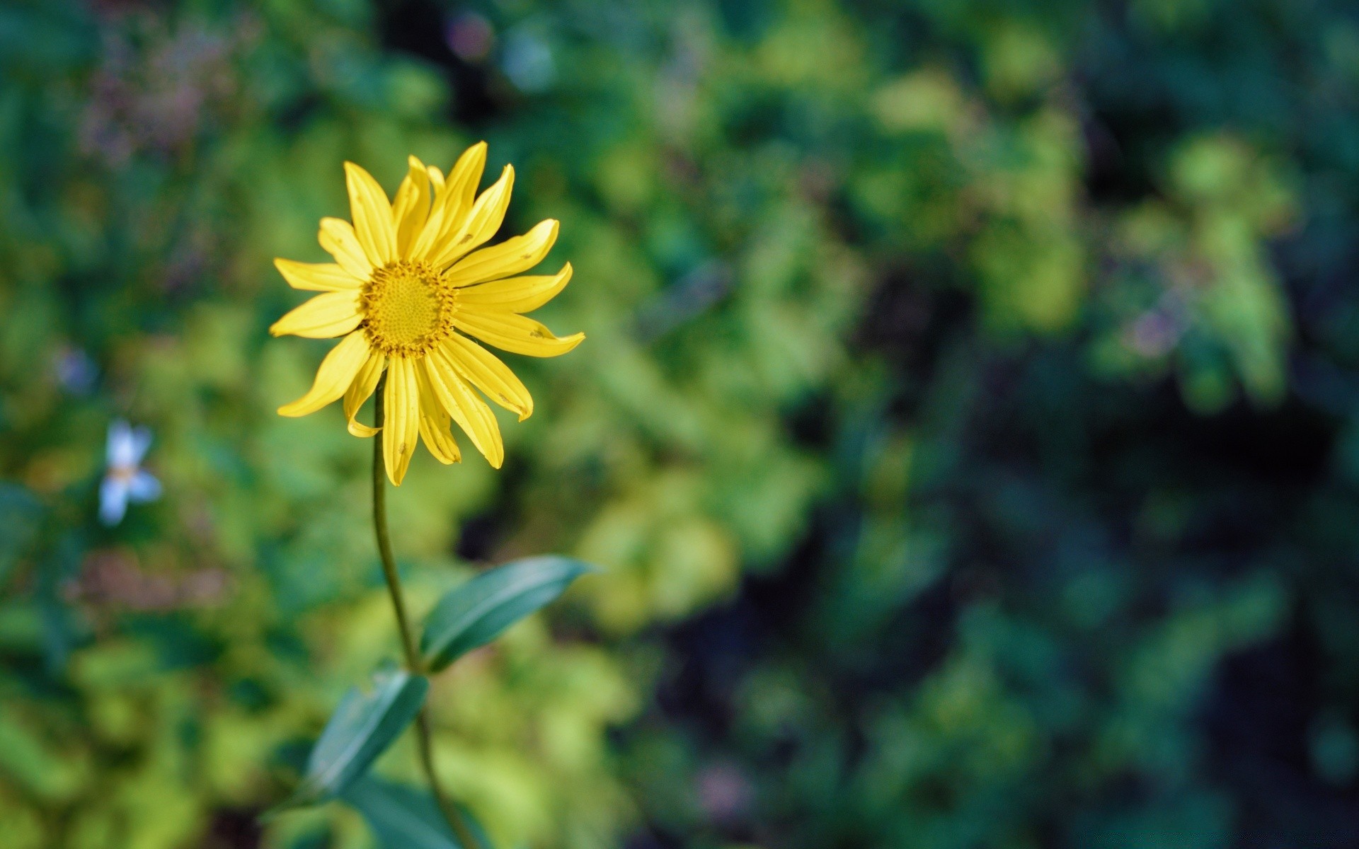 çiçekler doğa çiçek yaz flora büyüme yaprak parlak bahçe açık havada renk güzel hava