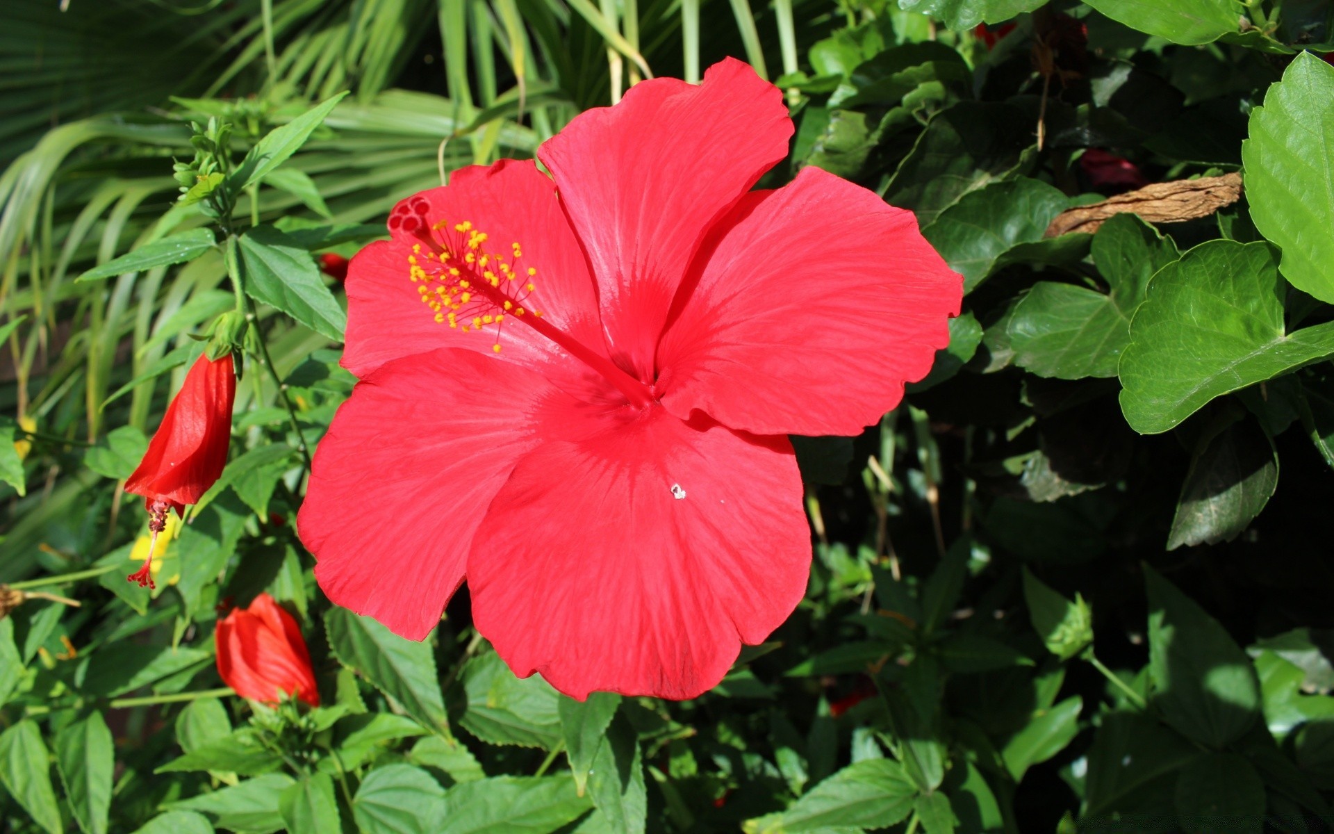 flores naturaleza flor hoja flora jardín verano al aire libre floración pétalo crecimiento brillante floral primer plano tropical color temporada hermosa