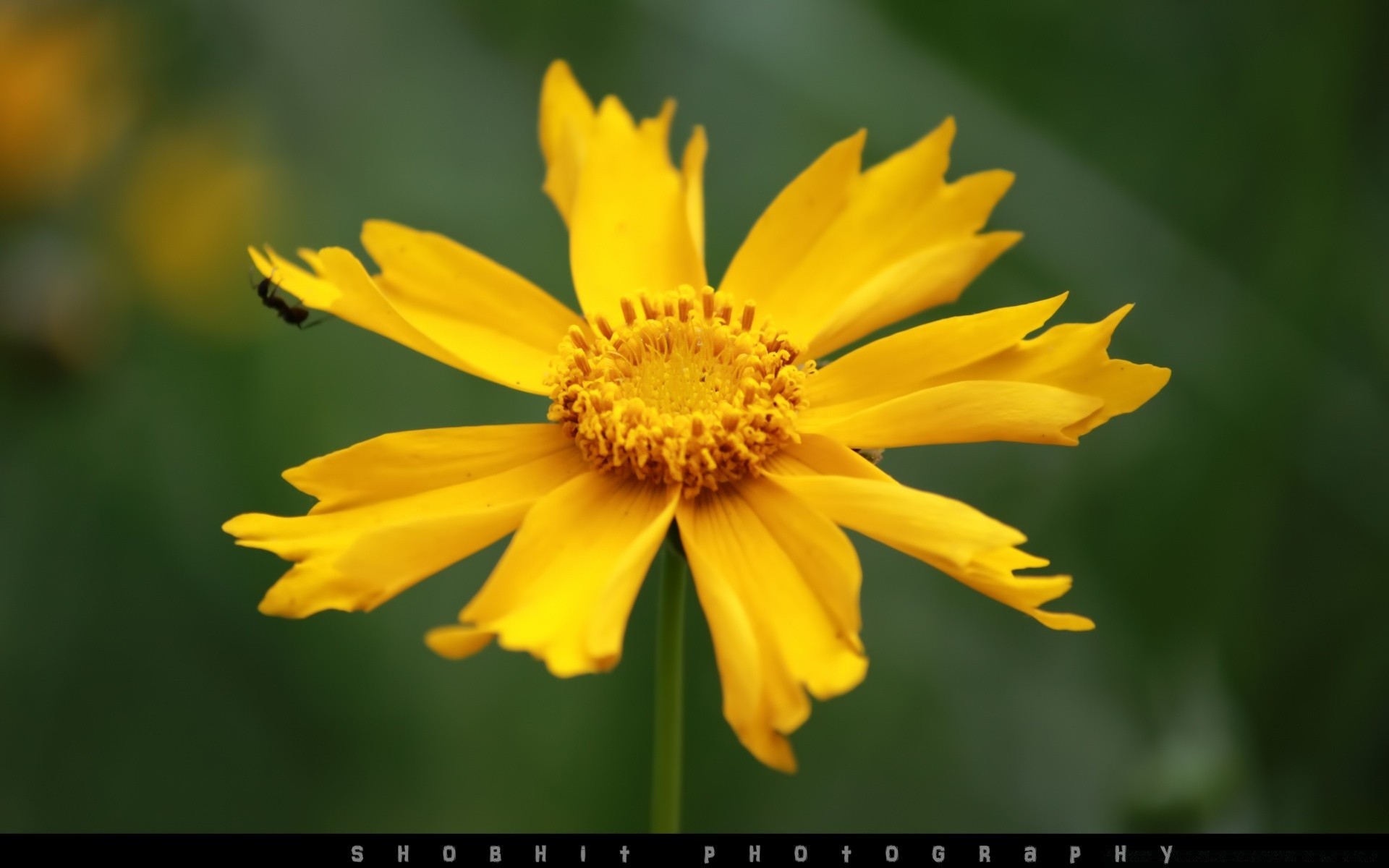 çiçekler doğa çiçek yaz flora yaprak parlak bahçe çiçek petal çiçeklenme renk