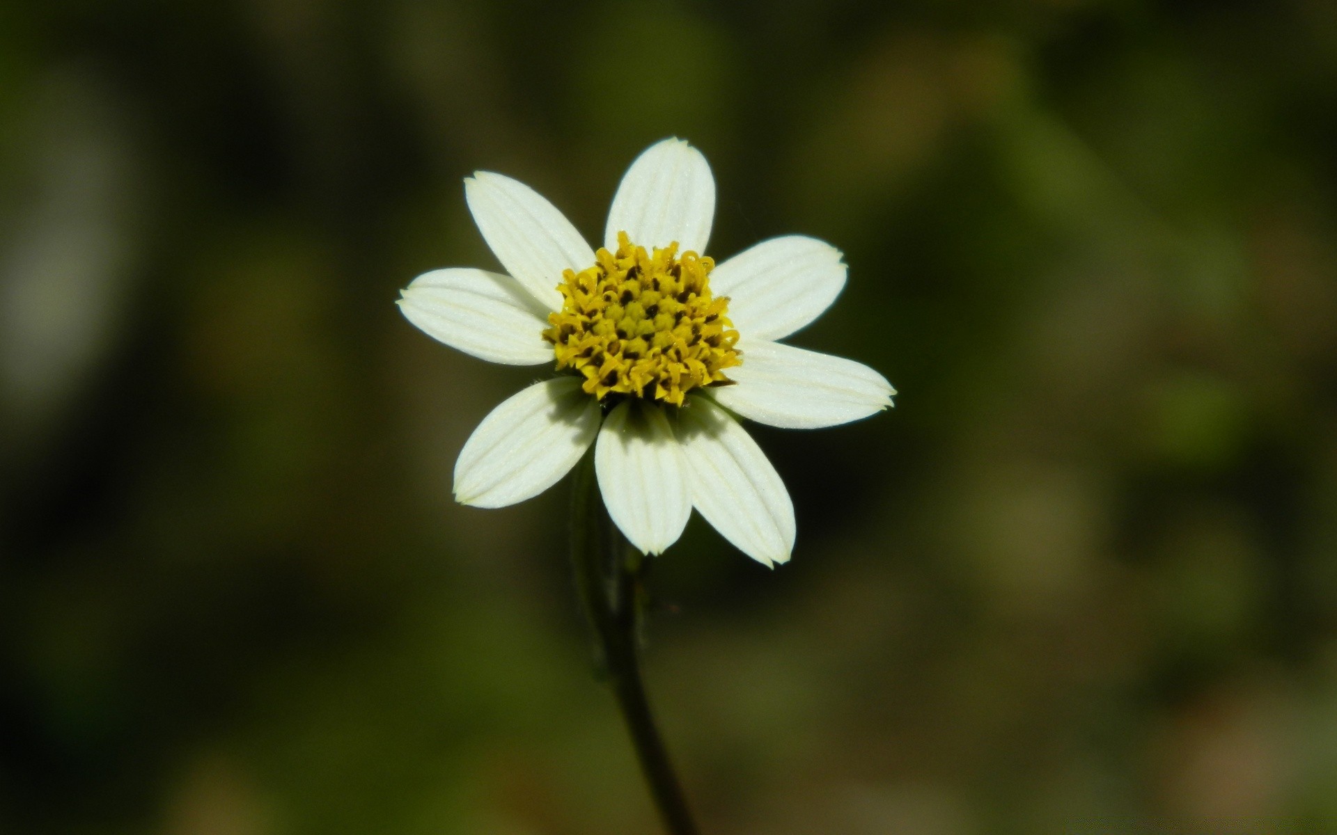 kwiaty natura kwiat na zewnątrz lato liść flora wzrost