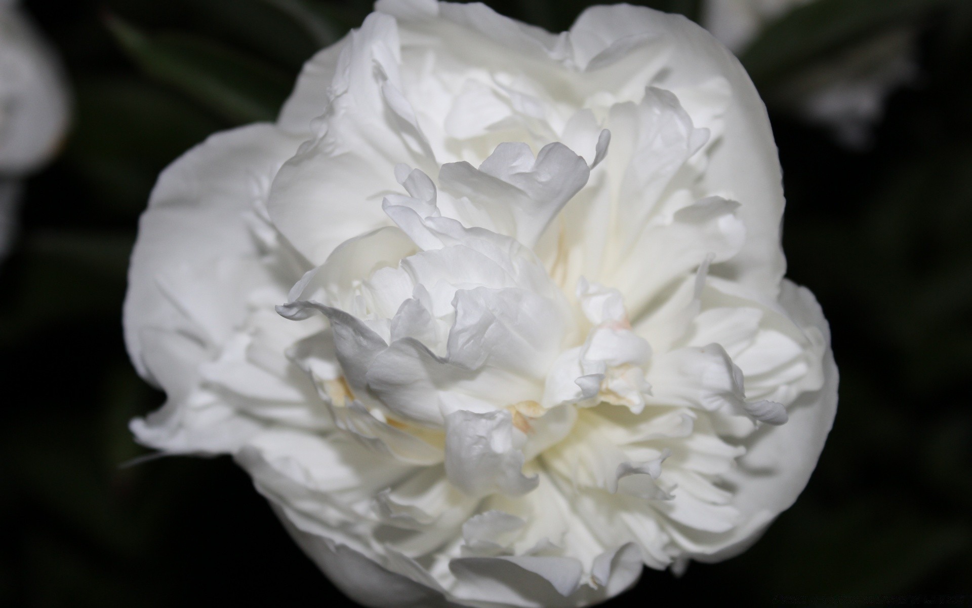 çiçekler çiçek düğün gül petal buket çiçek gelin evlilik aşk romantizm doğa flora nişan şakayık romantik güzel çiçek açan yaprak gelin