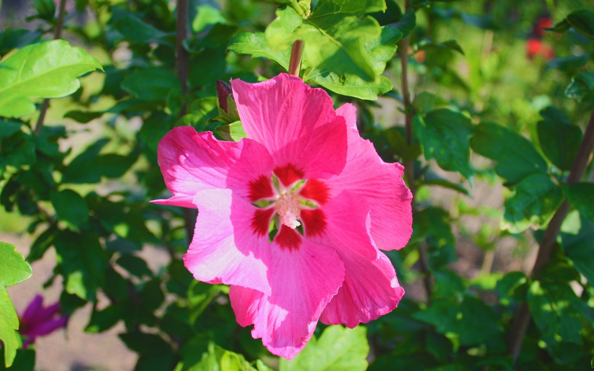 fiori fiore flora natura giardino foglia estate fiore petalo floreale crescita luminoso all aperto colore close-up bella rosa botanico