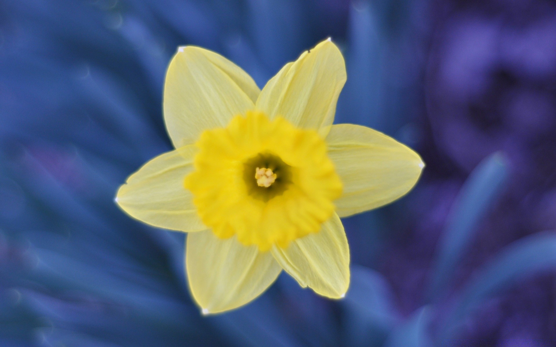 fiori fiore natura narciso flora vivid giardino colore pasqua narciso petalo fiore close-up foglia stagione estate