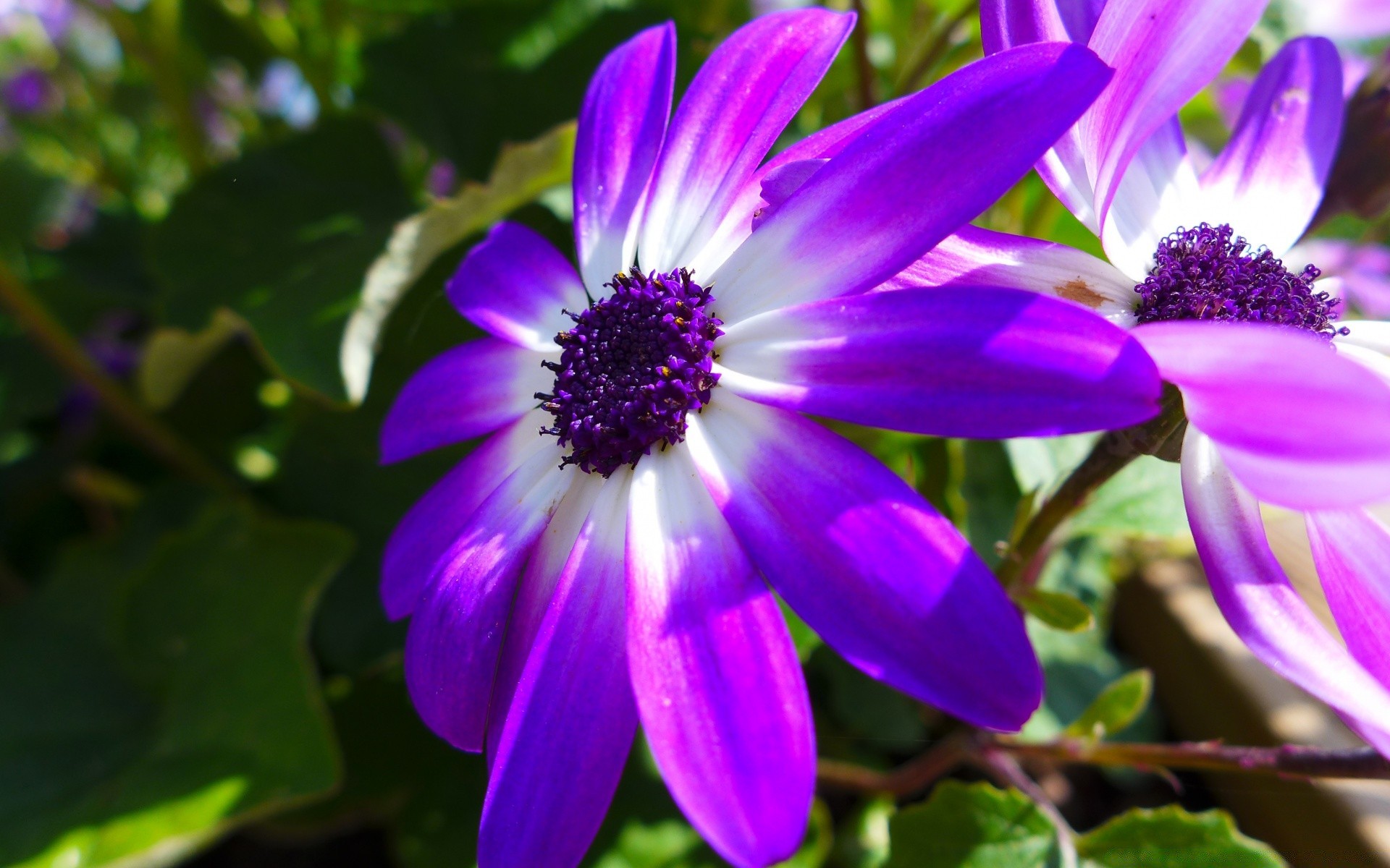 fiori fiore natura flora estate foglia fiore giardino colore bella floreale petalo close-up luminoso stagione crescita