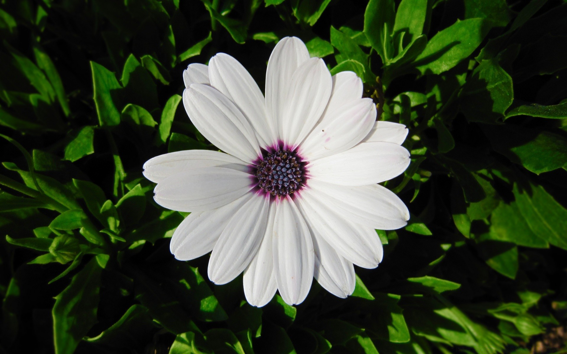 fleurs flore fleur jardin nature été feuille bluming pétale croissance floral lumineux couleur