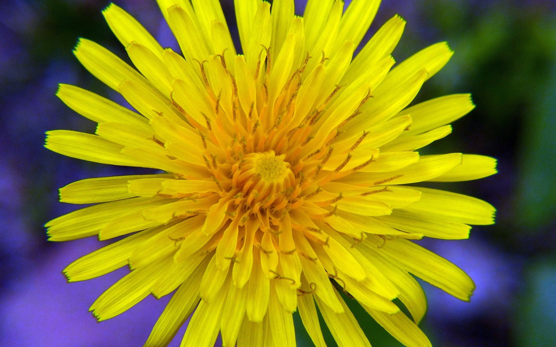 fiori fiore natura dente di leone estate colore flora giardino luminoso fiore petalo all aperto close-up