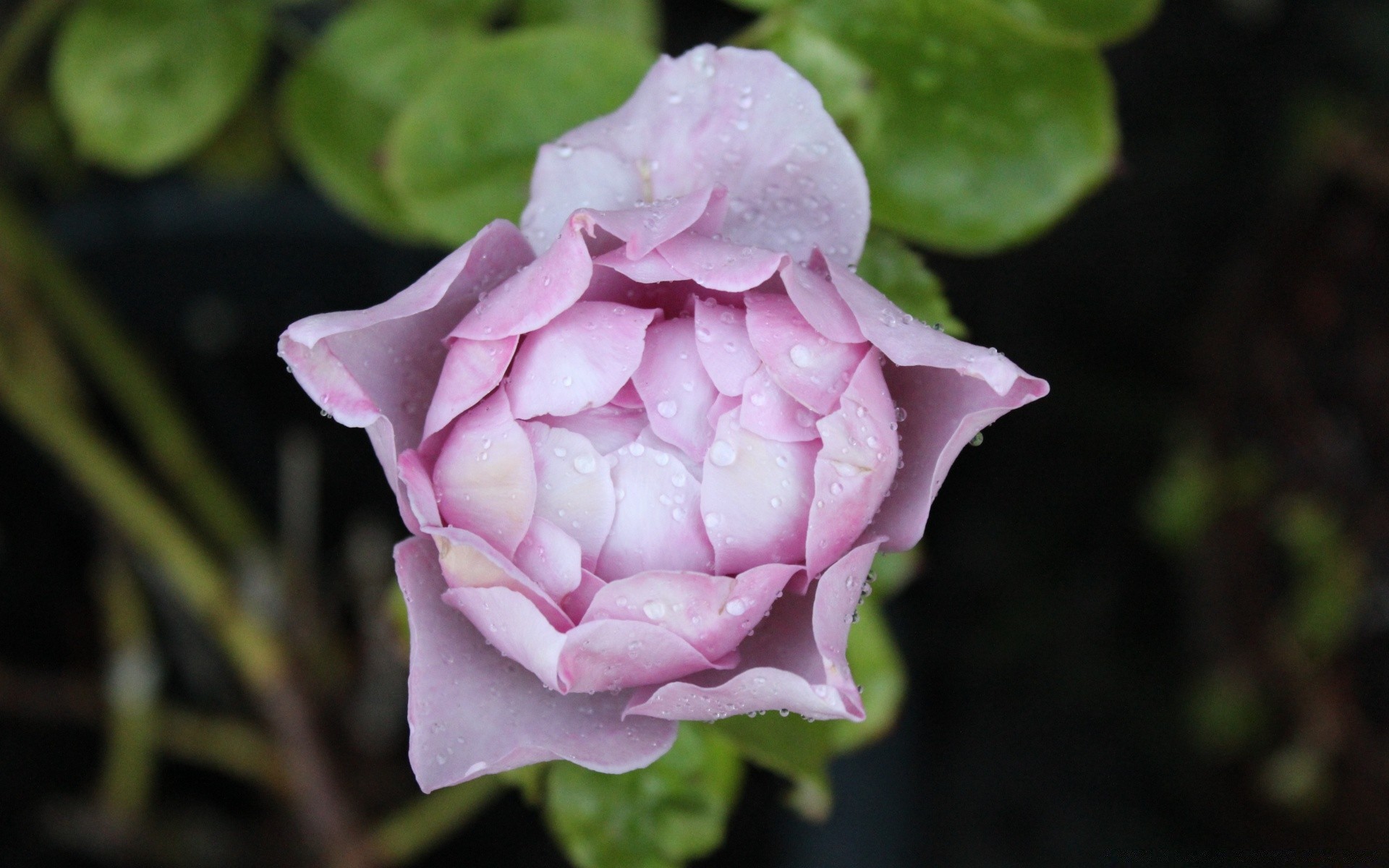 fleurs fleur nature rose feuille flore pétale jardin floral romance amour bluming couleur romantique été gros plan