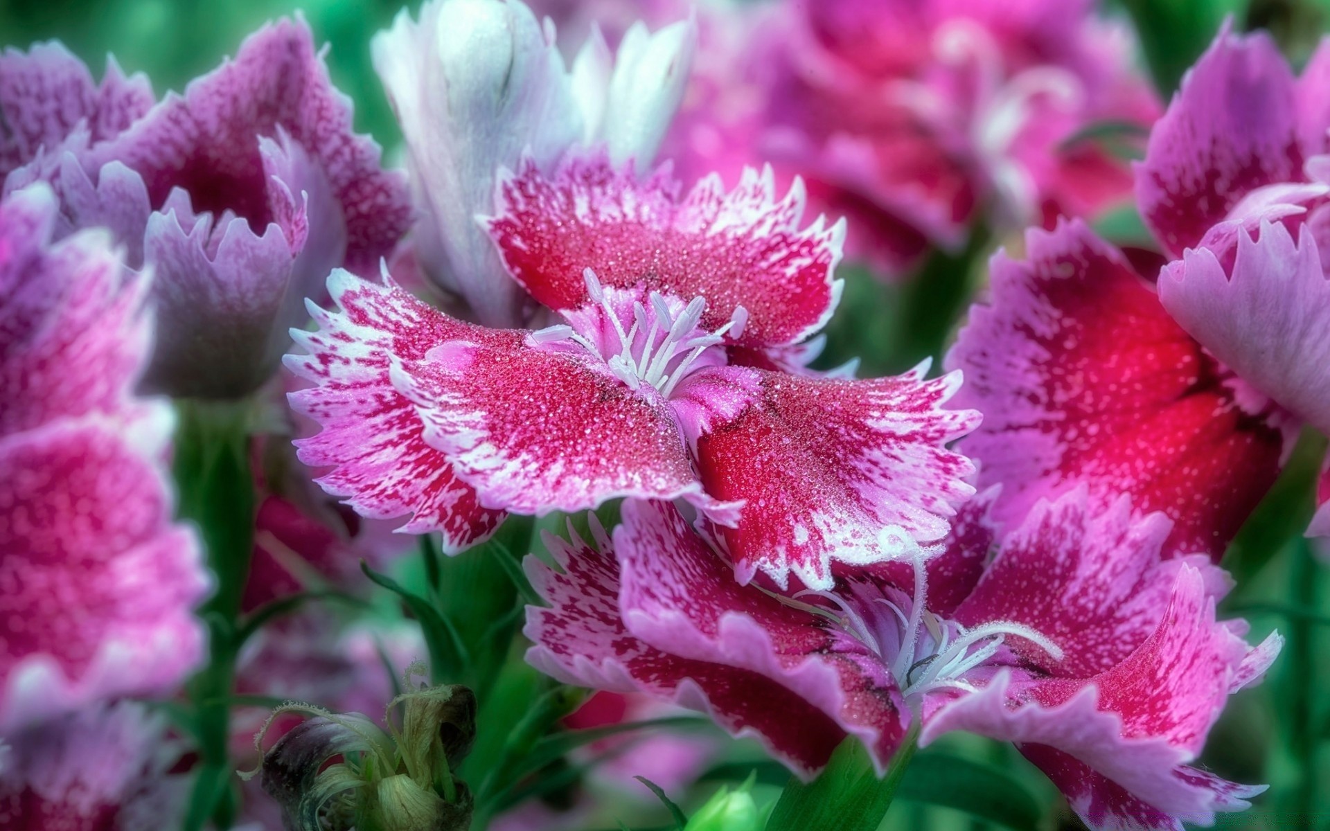 flowers nature flower flora garden leaf floral color blooming petal summer bright close-up decoration beautiful bouquet growth outdoors season vibrant