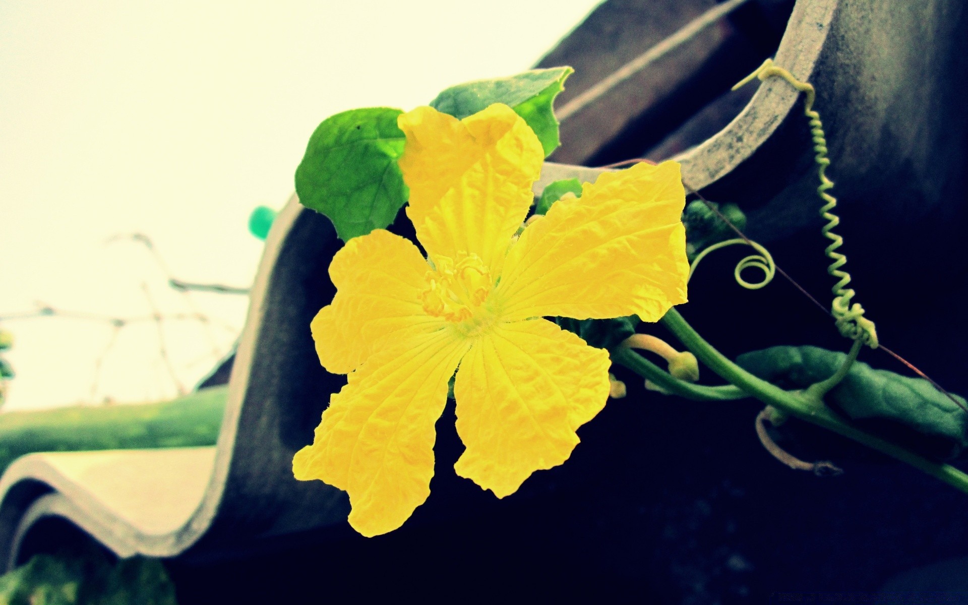 fleurs feuille nature flore fleur bureau