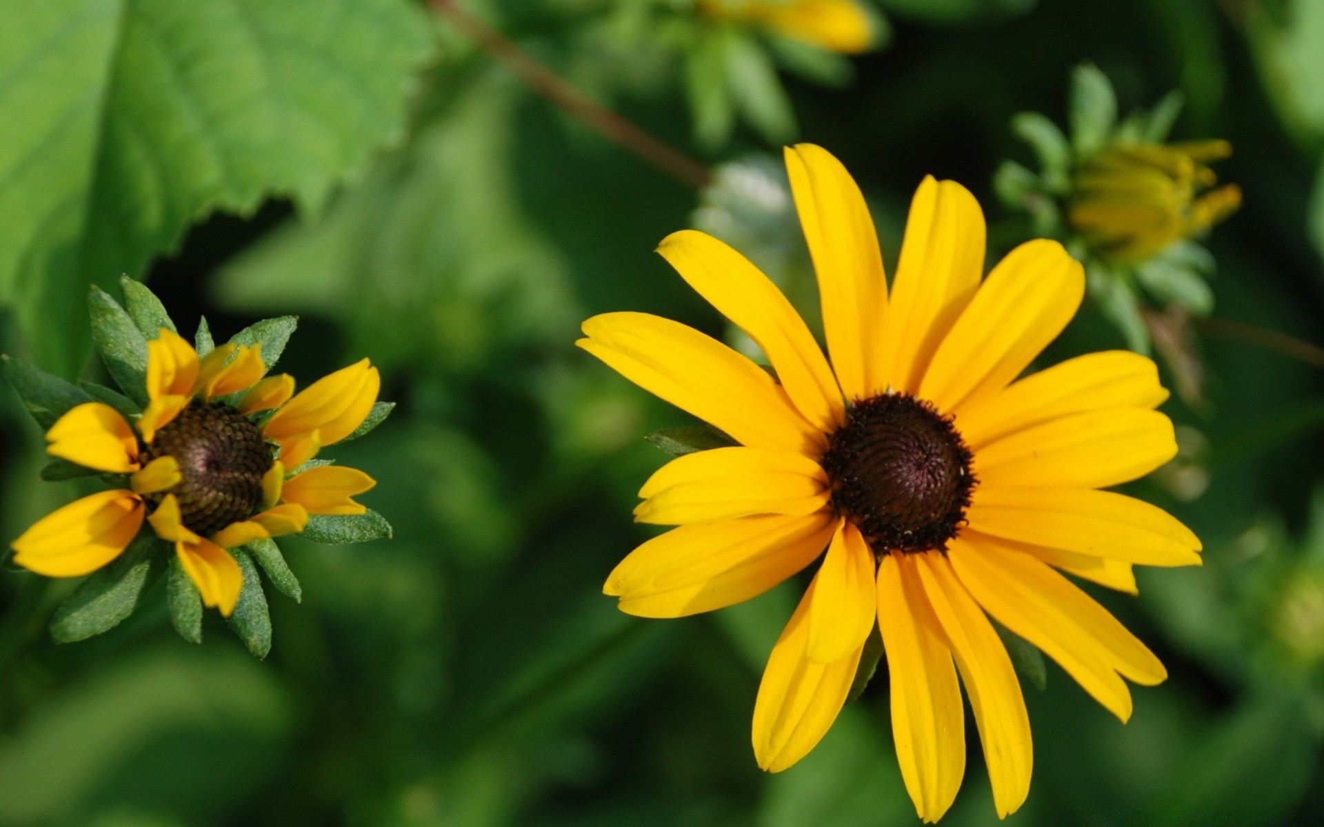 kwiaty natura kwiat lato flora liść ogród jasny na zewnątrz wzrost kolor piękny płatek bluming kwiatowy