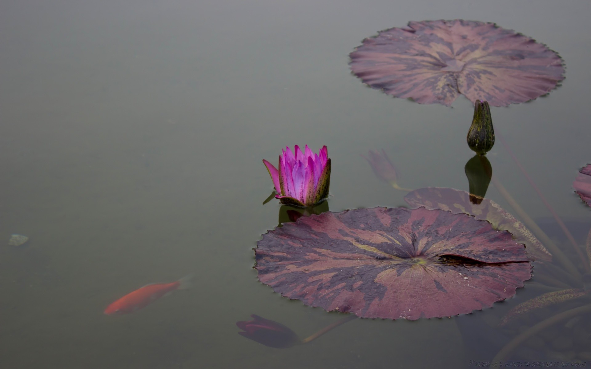 blumen wasser natur blume im freien see tageslicht pool