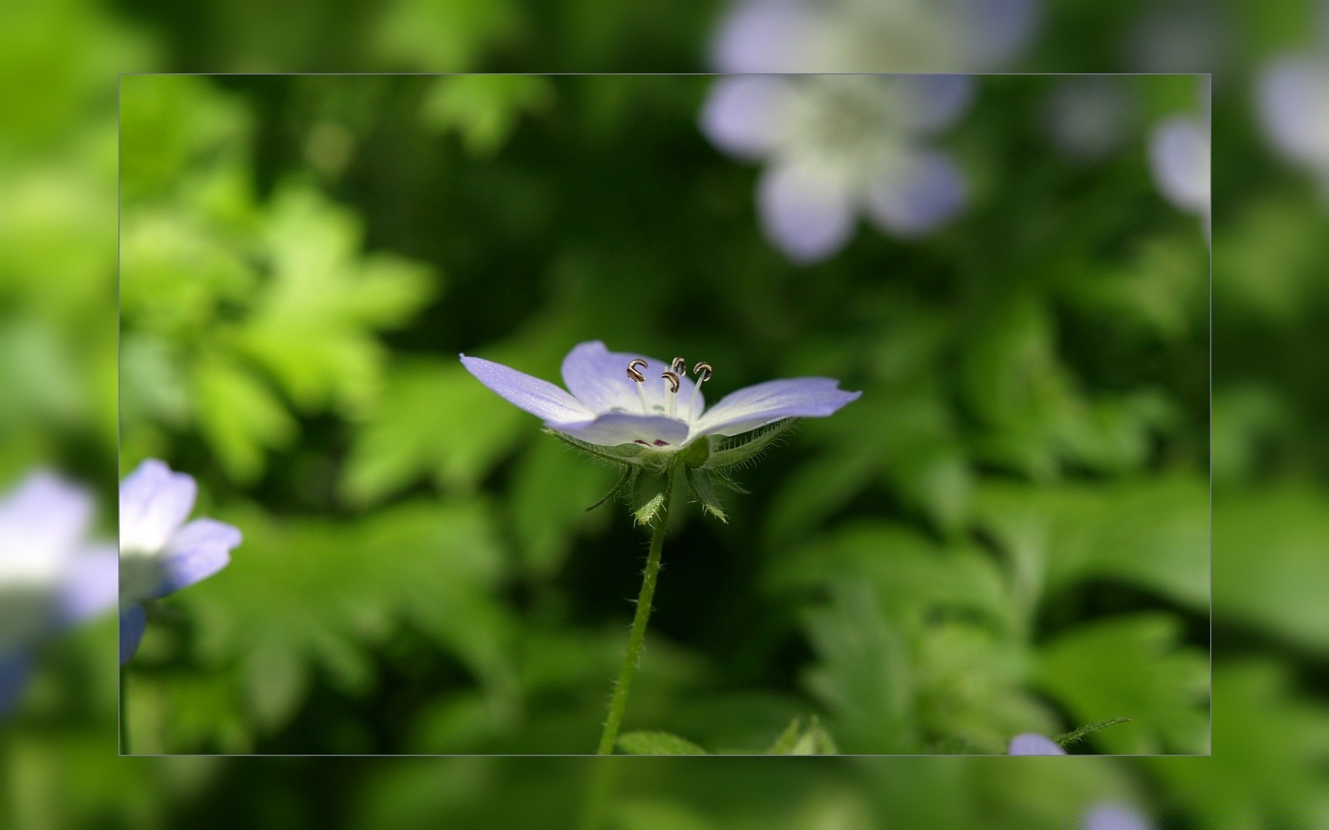 kwiaty natura flora kwiat liść ogród lato trawa wzrost kolor zbliżenie jasny bluming sianokosy na zewnątrz płatek sezon środa kwiatowy dziki