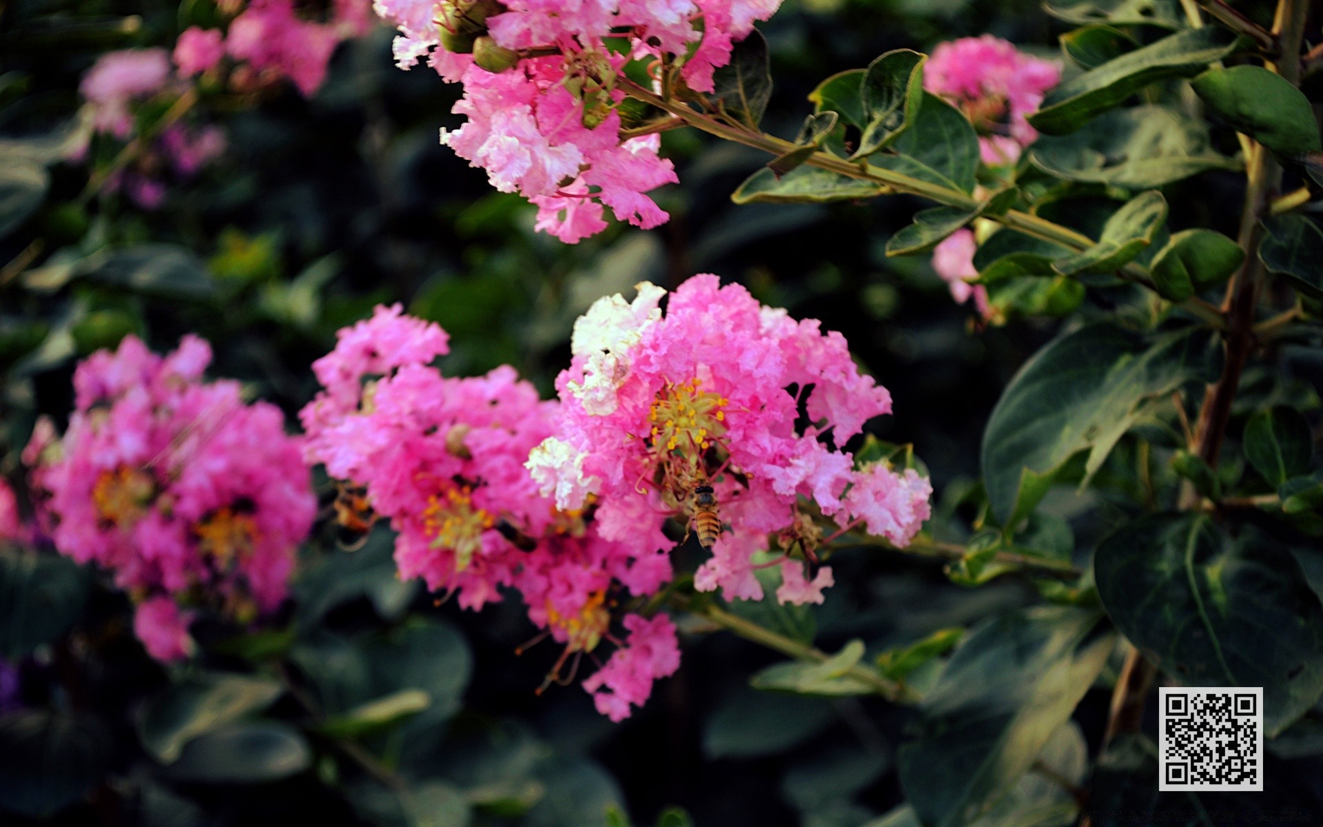 fleurs fleur jardin feuille flore bluming nature rose pétale floral été à l extérieur croissance arbuste couleur