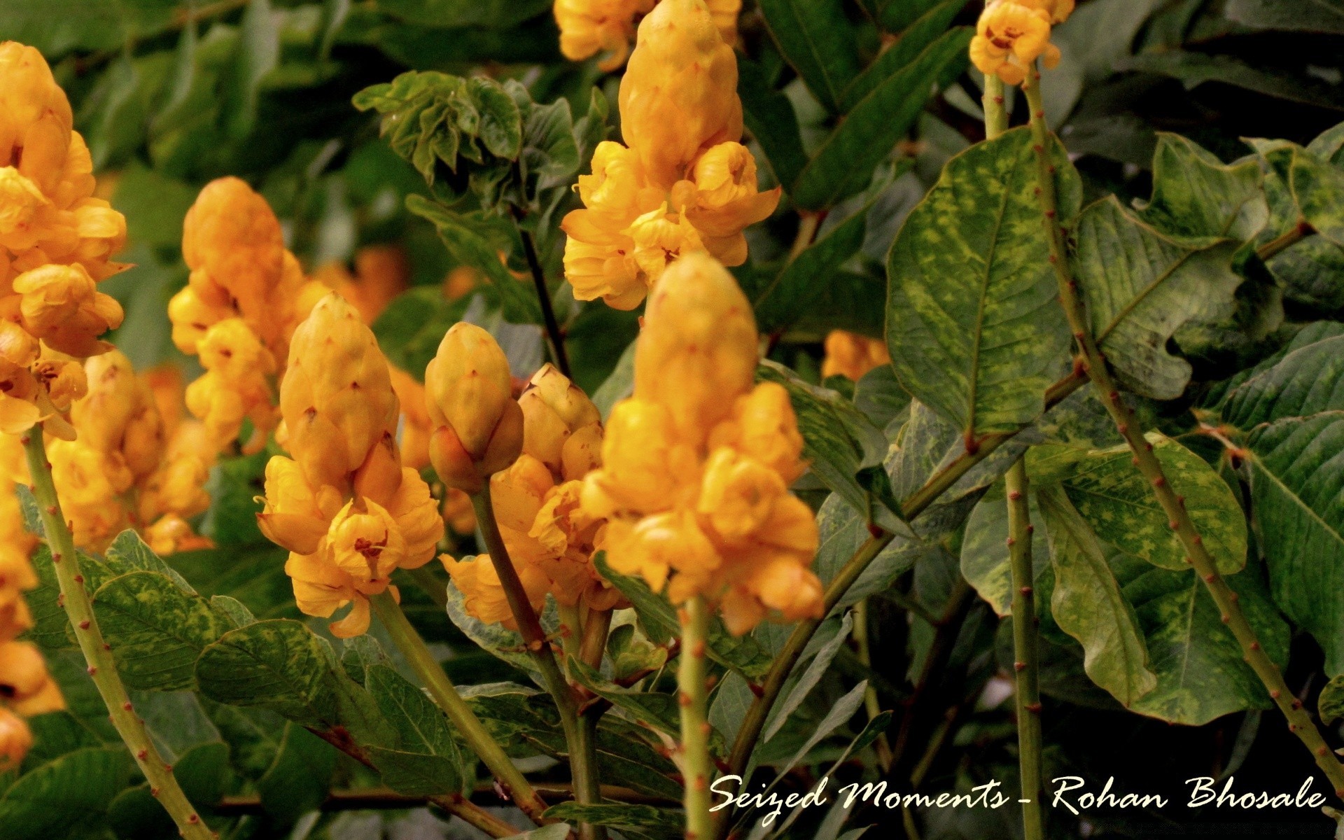 flores natureza folha flora flor jardim ao ar livre blooming verão floral comida agricultura cor temporada crescimento close-up fazenda