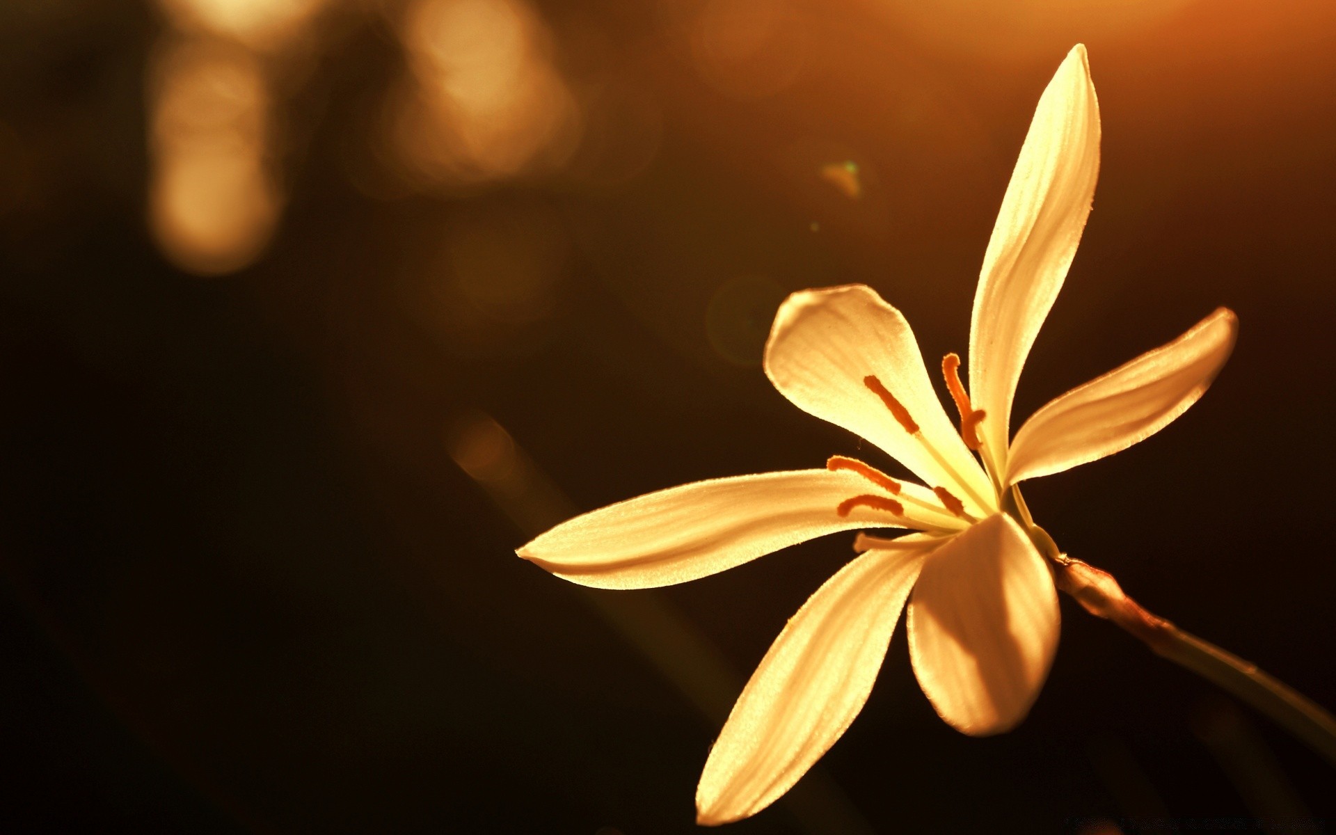 flowers blur flower nature flora leaf