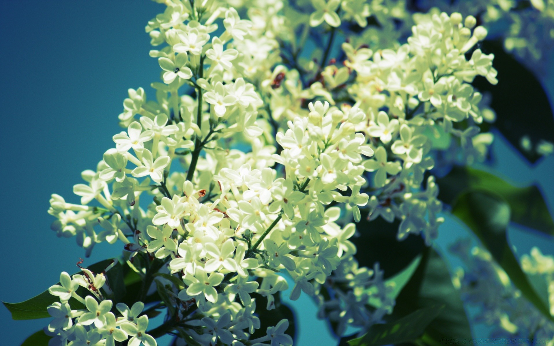 flowers nature flower flora blooming leaf garden close-up growth floral summer petal beautiful branch color season shrub