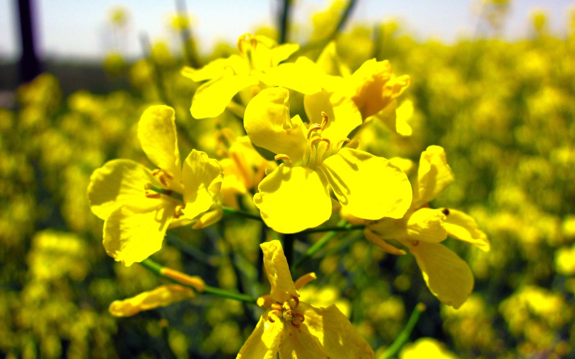 kwiaty kwiat natura flora pole bluming lato na zewnątrz rolnictwo wzrost wiejski liść dobra pogoda kwiatowy sezon jasny słoneczny kolor