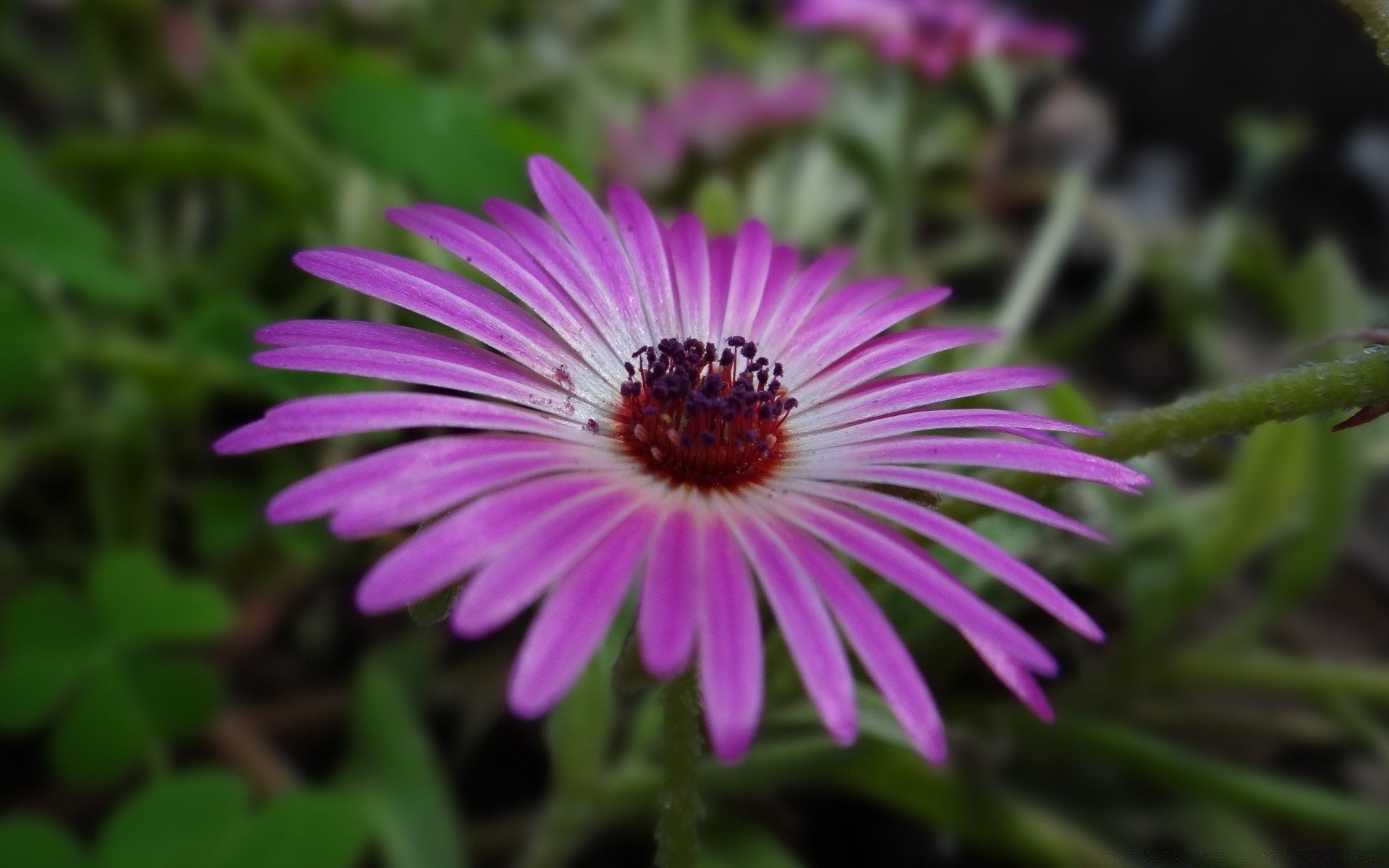 fleurs nature flore fleur jardin été bluming feuille pétale à l extérieur floral gros plan vivace lumineux couleur botanique croissance belle saison herbe